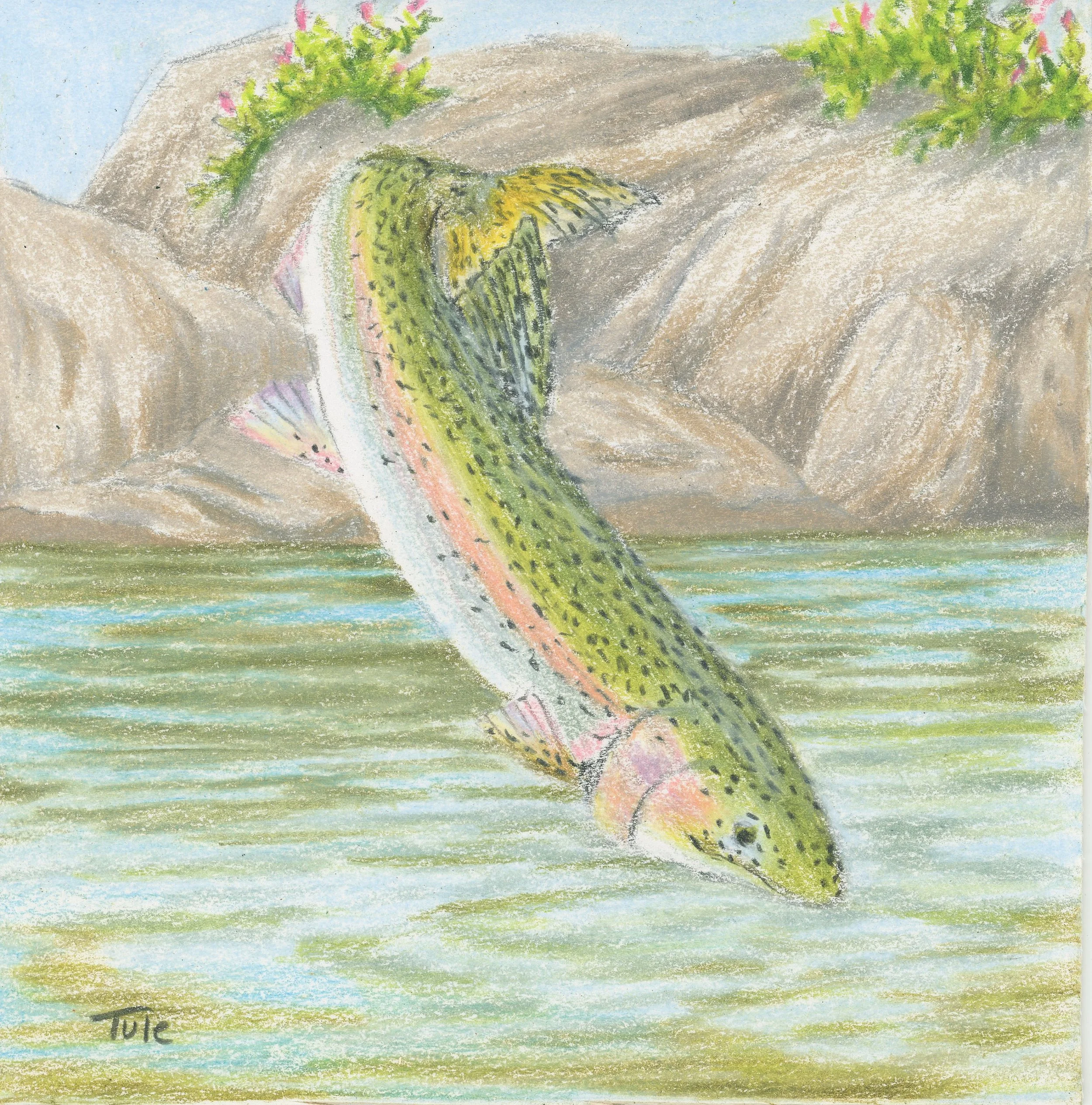 Rainbow Trout.jpg