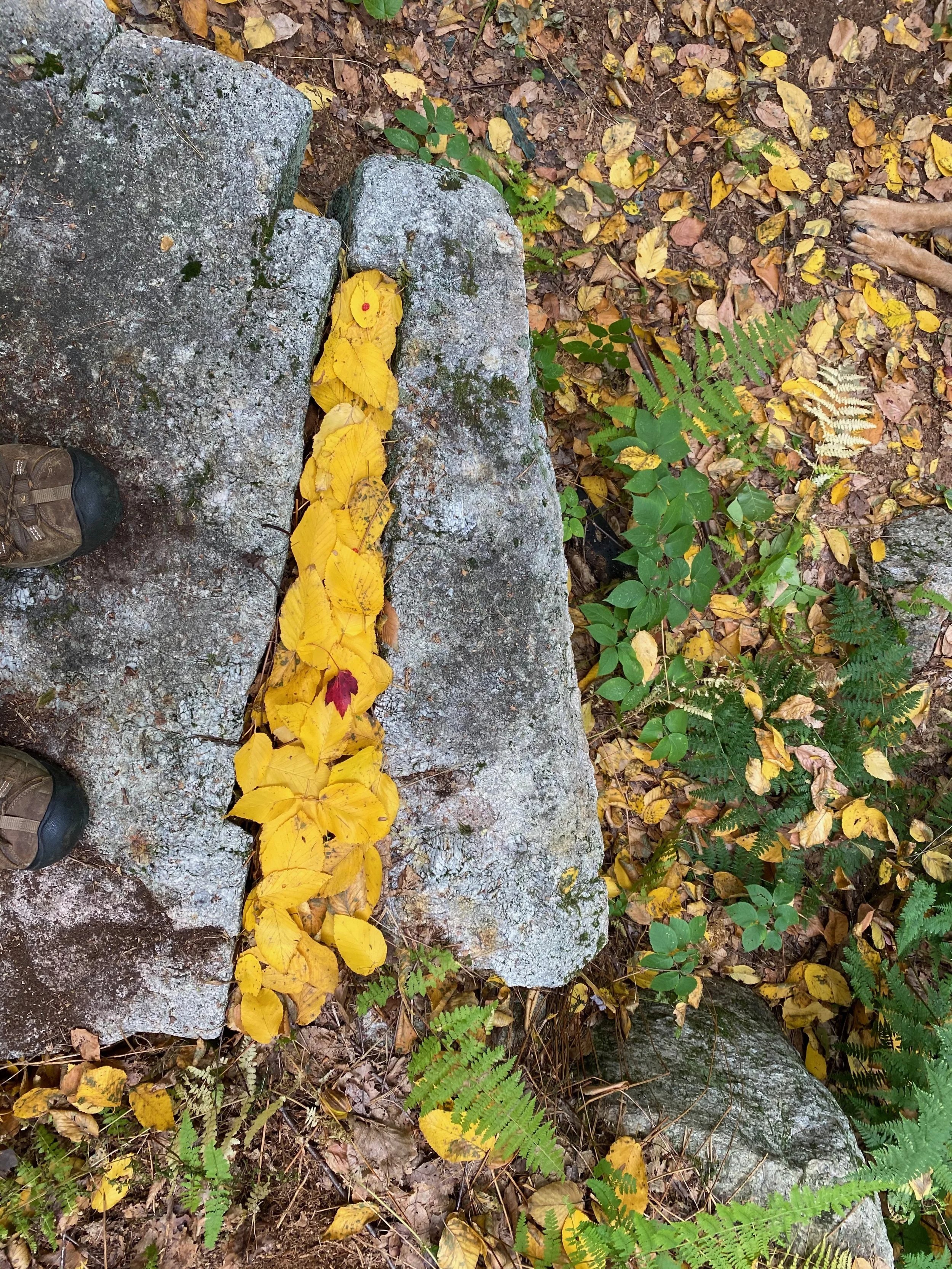 Yellow and red fallen leaves on a large rock in a forest setting with ferns and other plants around.