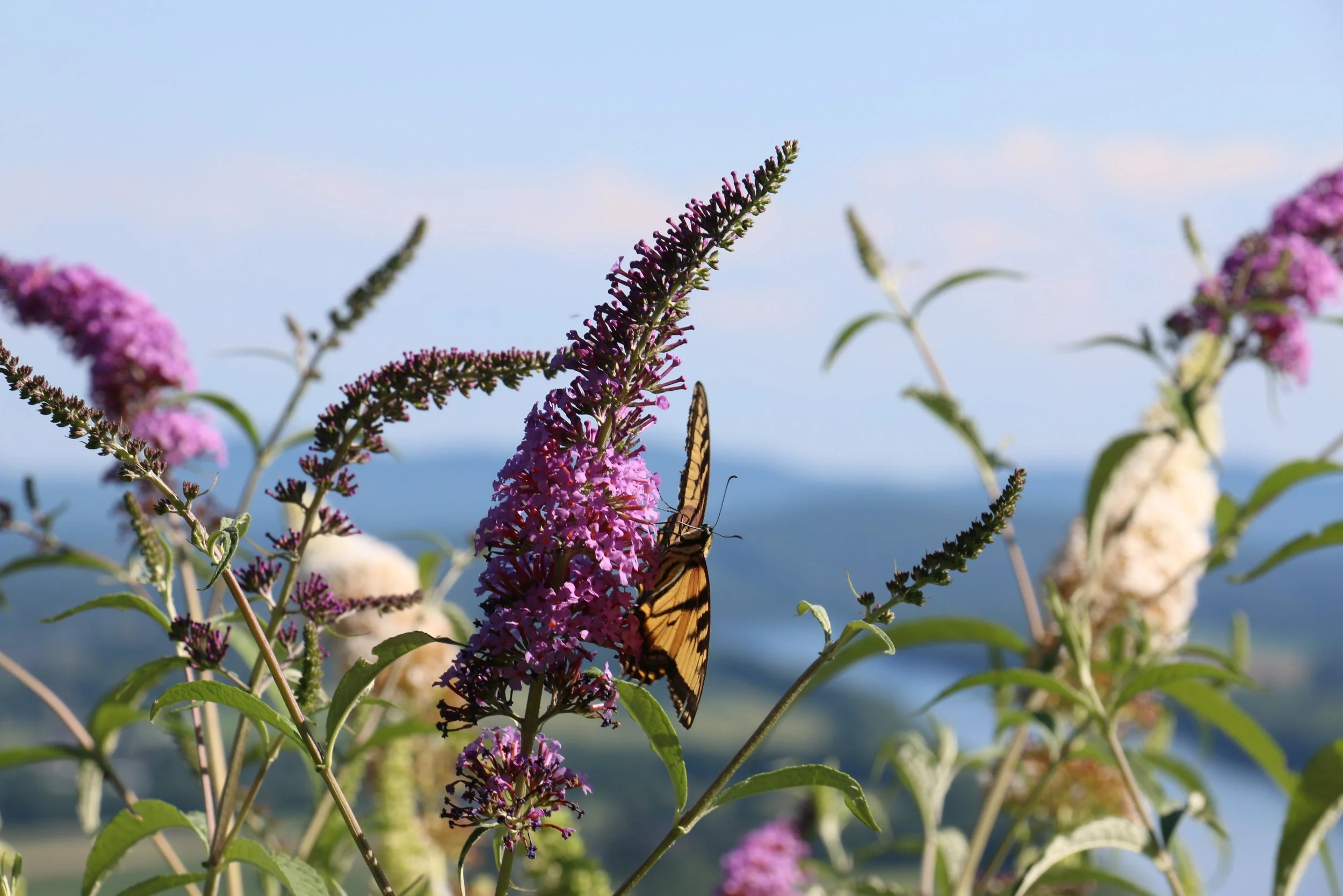 A butterfly perched on pink and purple flowers with green leaves, outdoor setting near a body of water and distant hills under a clear sky.