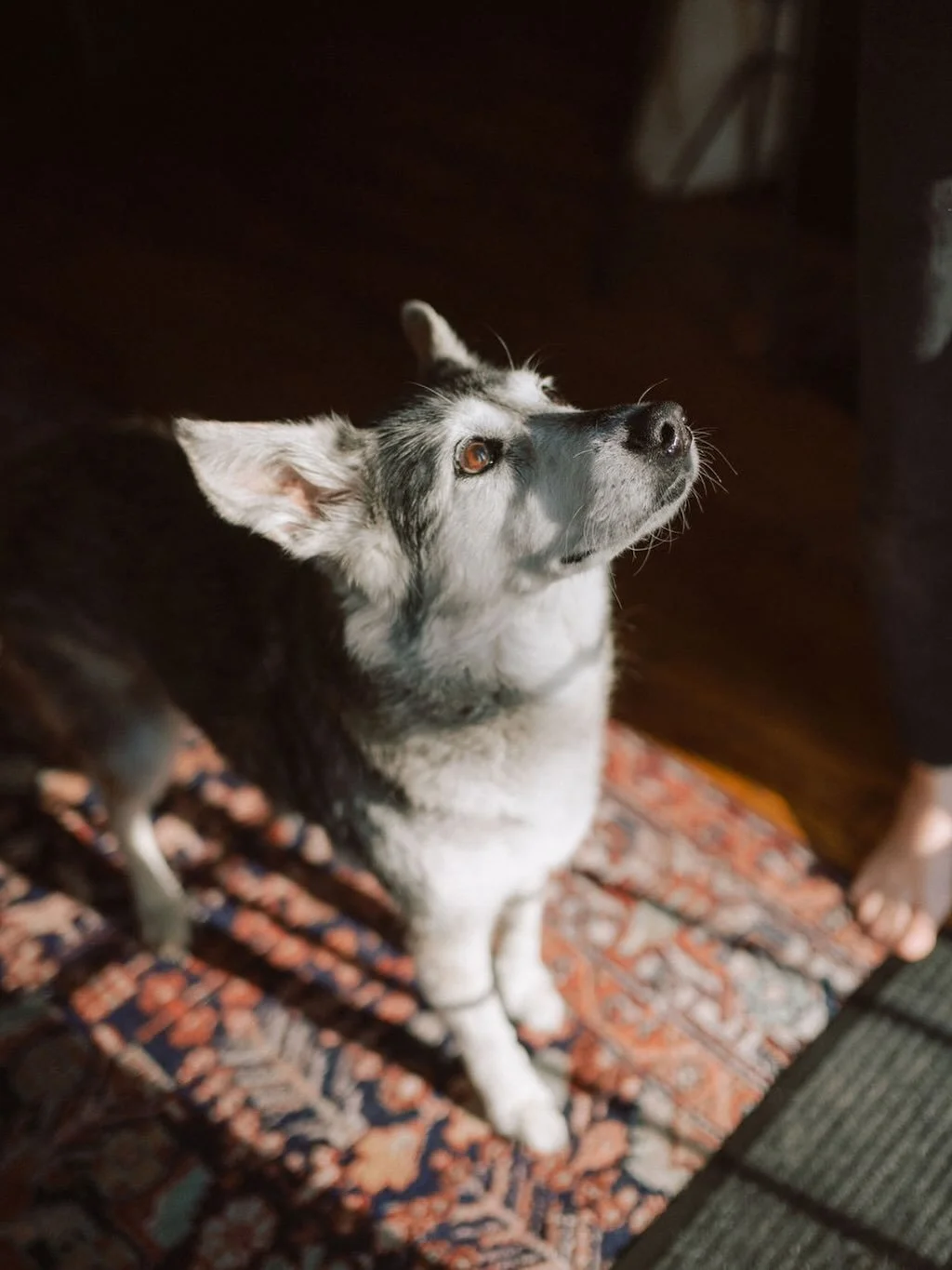 The post I never wanted to write. April 20th we said goodbye to our most precious beast, my constant for the last 16 years, and the sweetest girl there ever was.

It&rsquo;s hard to sum up a lifetime together. Kaiya was there before Linnaea. She was 