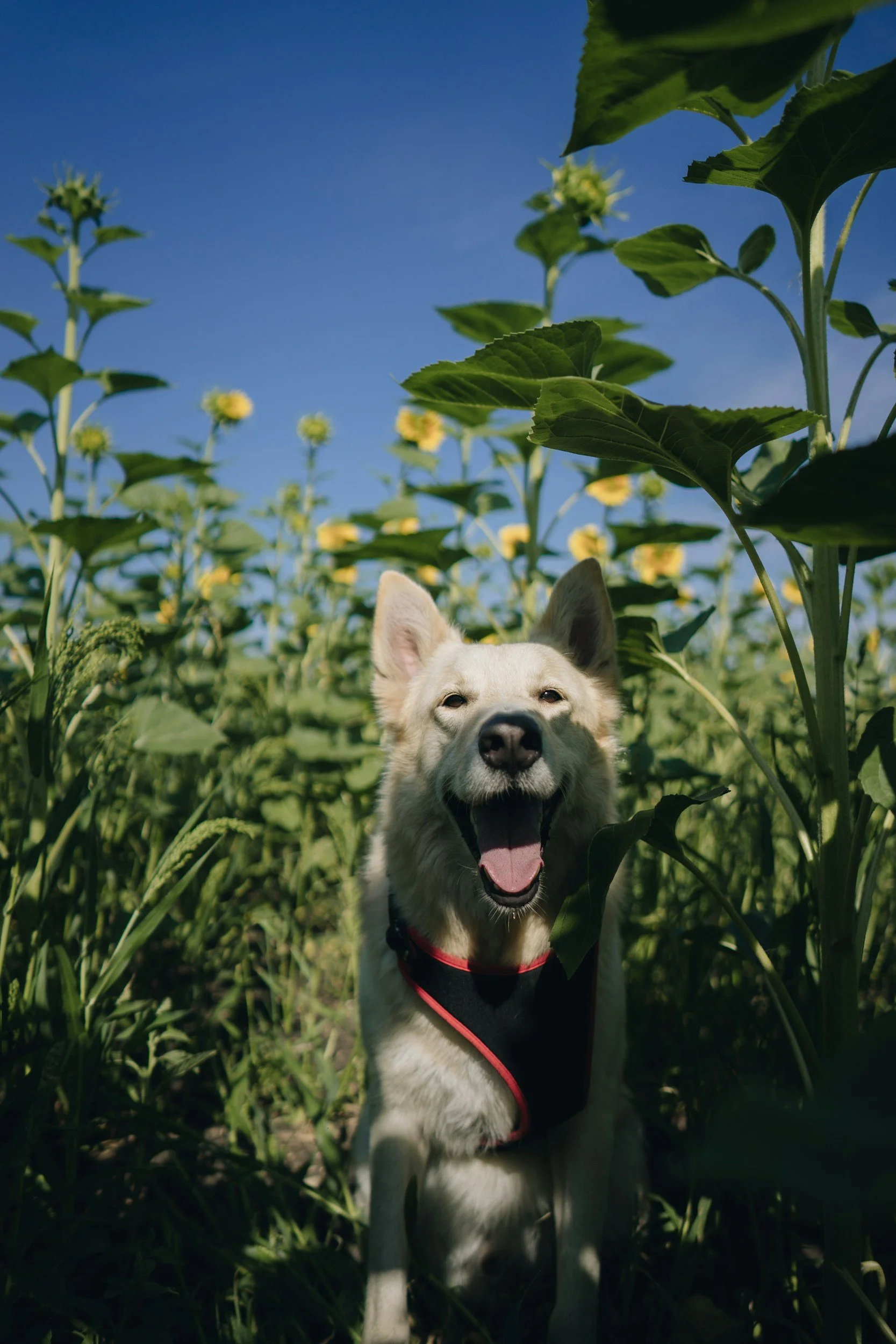 White dog standing in tall flowers looking at camera