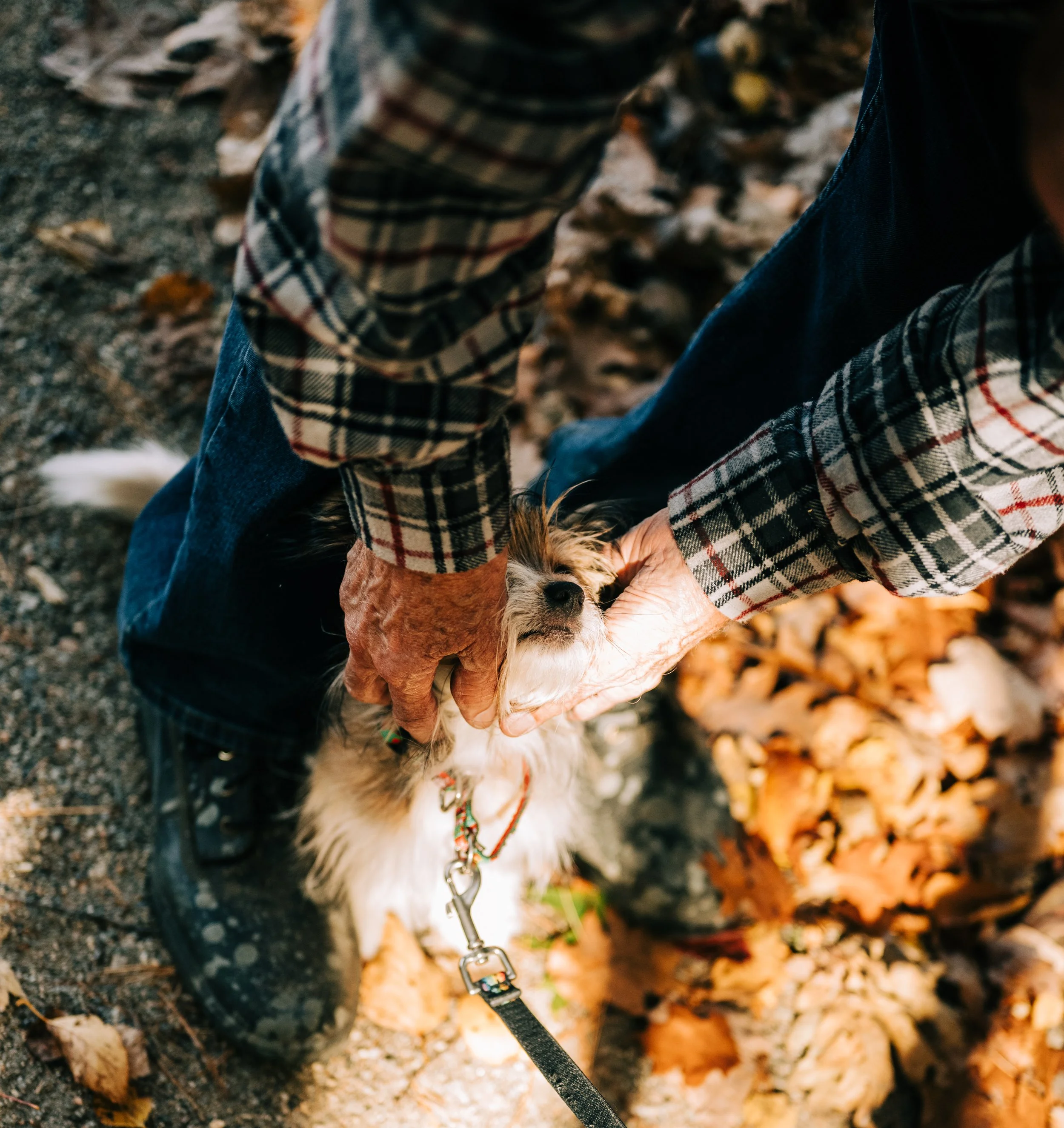 Person holding a small dog on a leash outdoors with fallen autumn leaves.