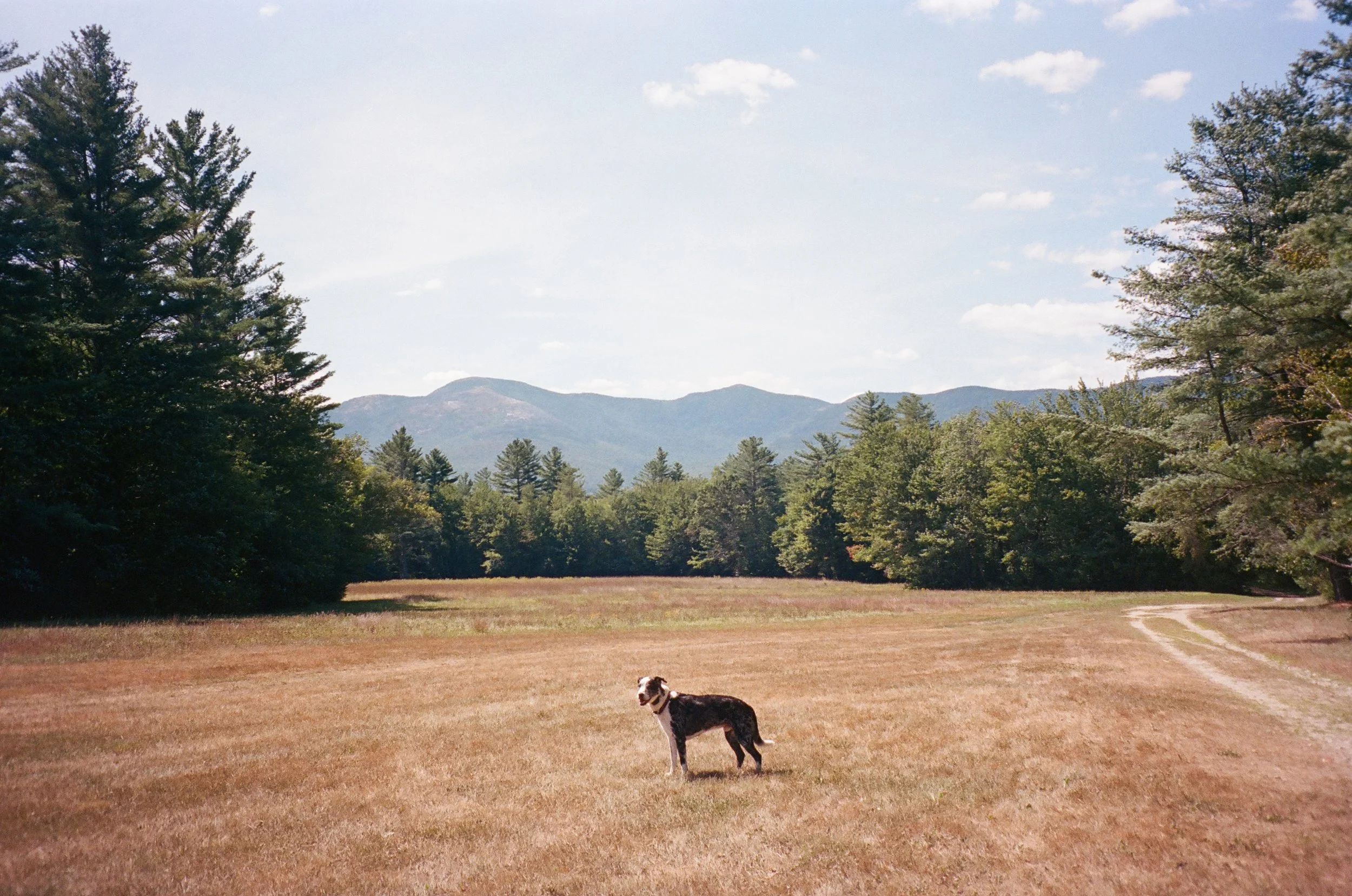 A dog standing in a grassy field with trees on either side and mountain in the background.