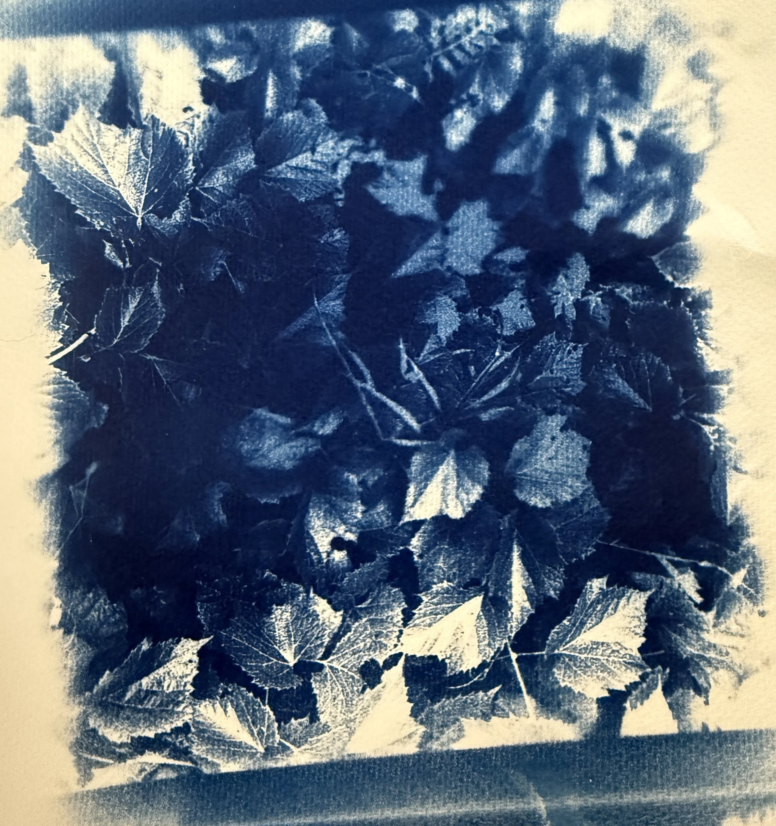 Blue and white leaf print paper with grapevine leaves pattern
