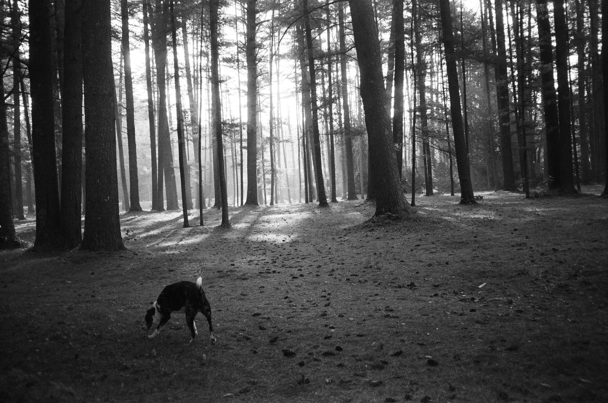 Black and white photo of a forest with tall trees and sunlight filtering through. A dog with a white tail is sniffing the ground in the foreground.