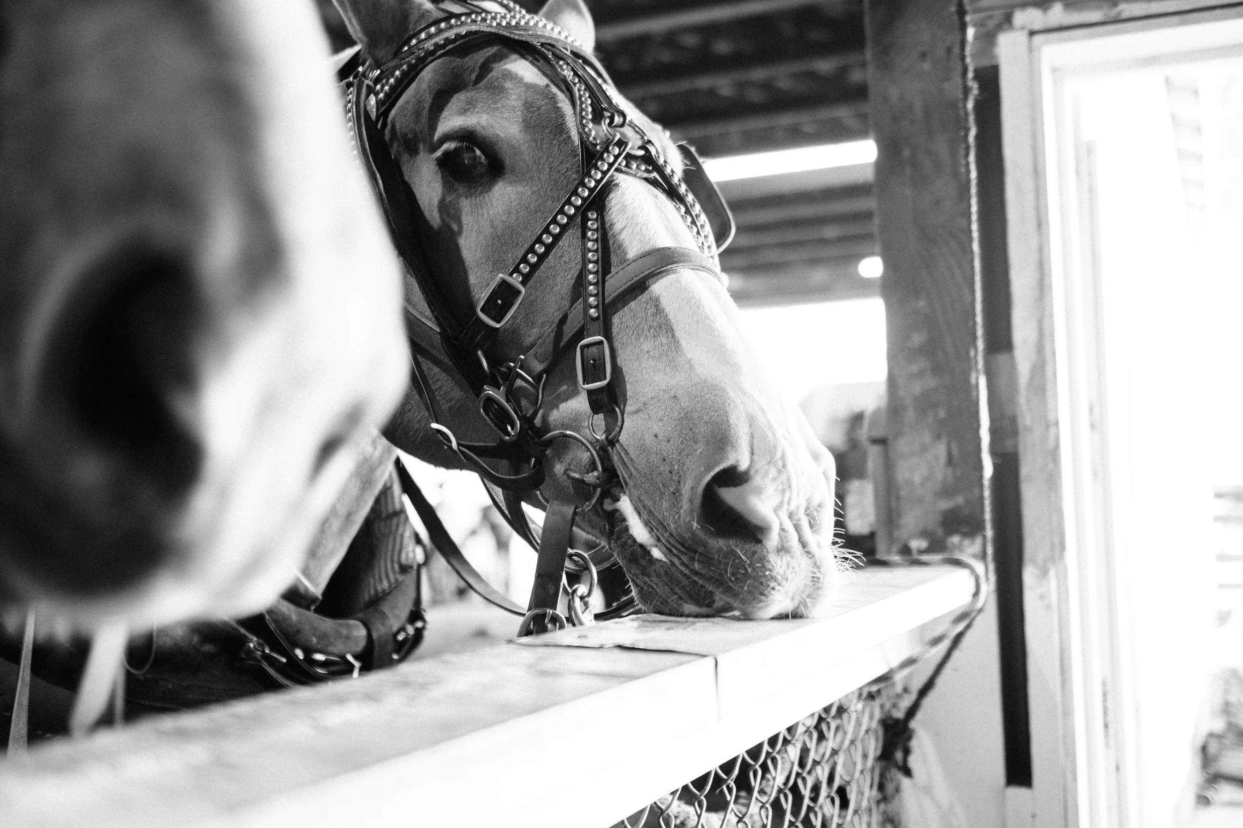 A horse with a decorated bridle is eating hay from a wooden stall in a barn. The photo is black and white.