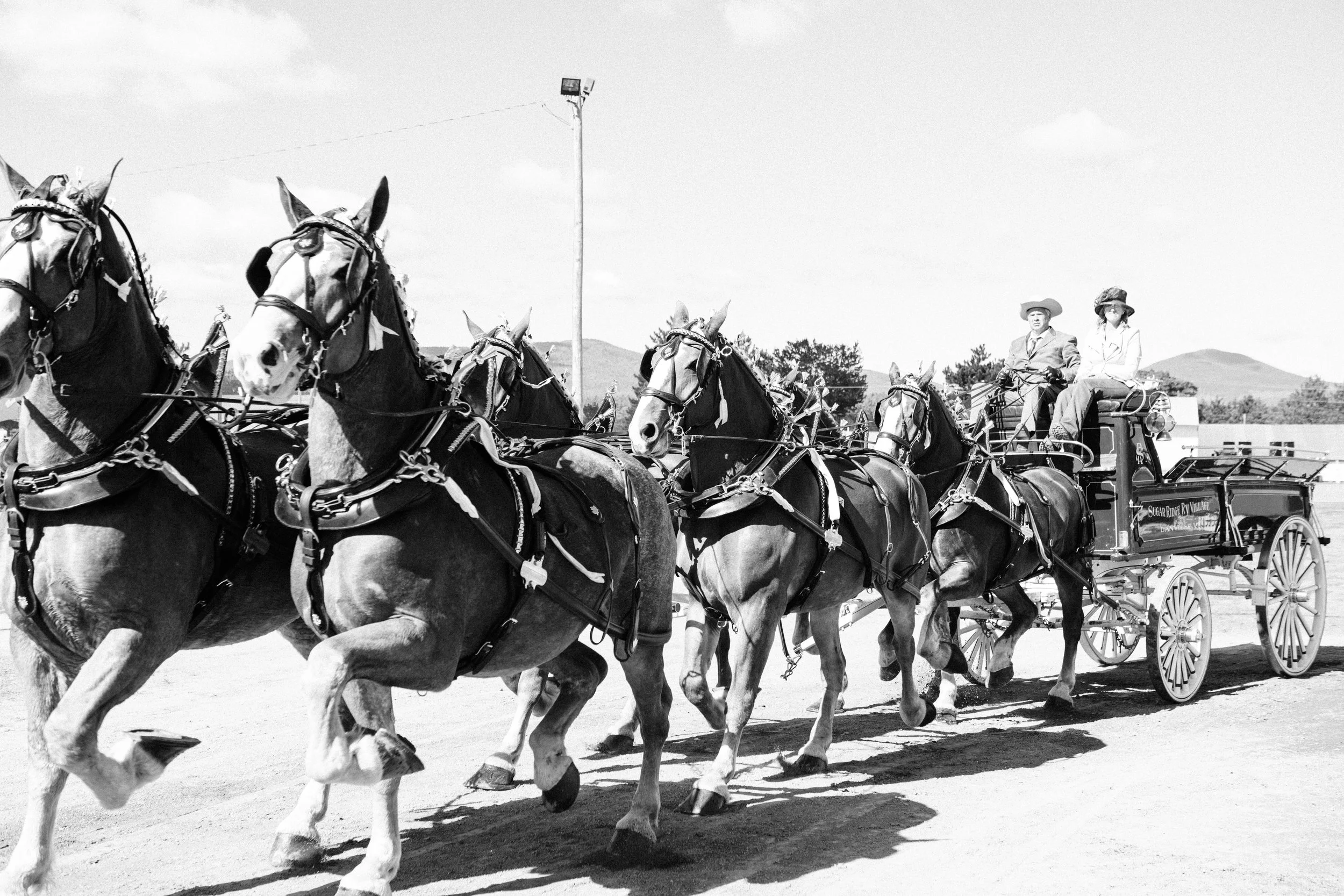 Black and white photo of a team of six horses pulling a carriage with two people riding inside, in an outdoor setting with mountains in the background.