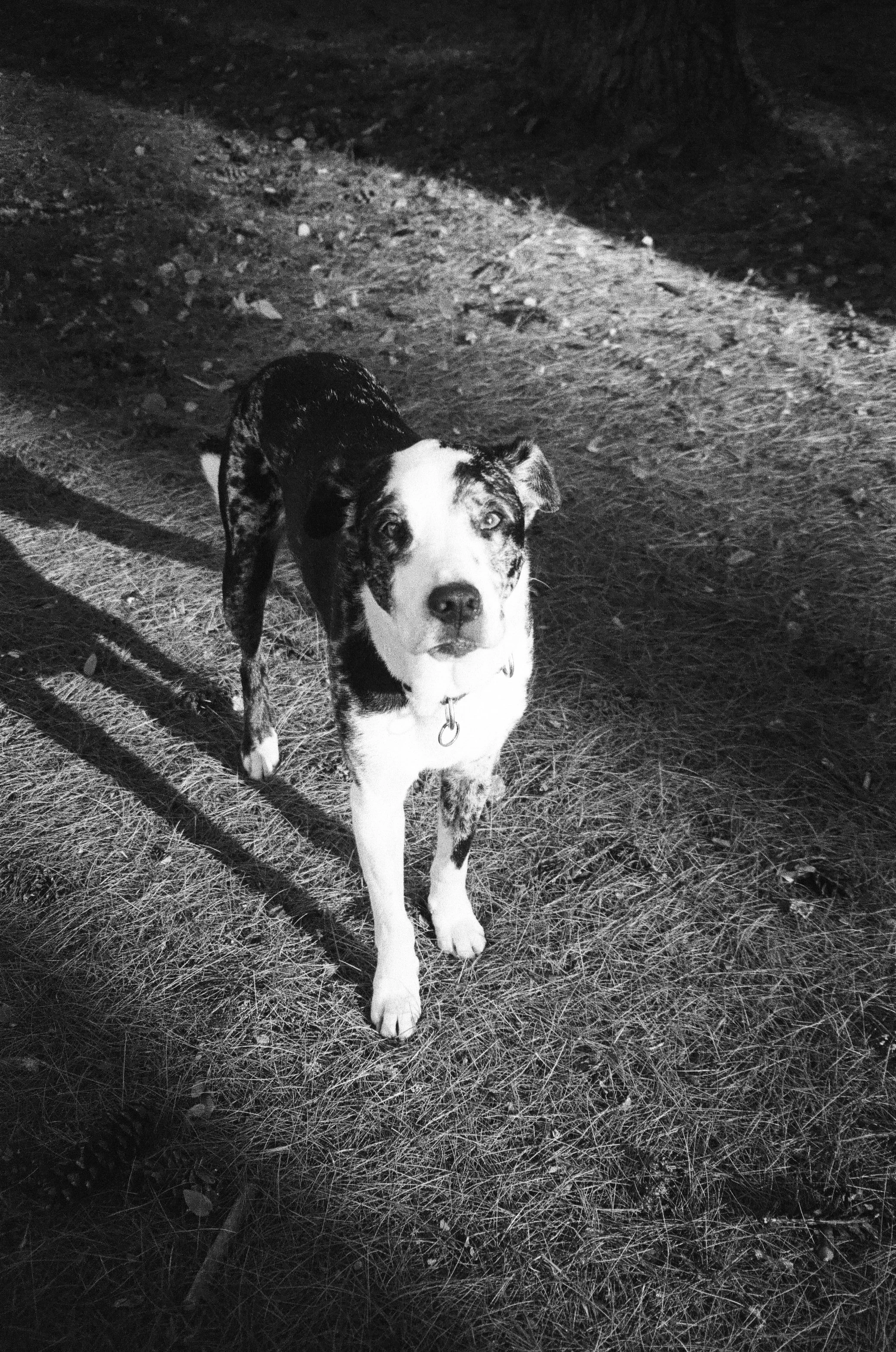 A black and white photo of a dog with a spotted coat, standing on grass and looking directly at the camera. The dog has one ear folded and the other standing up.