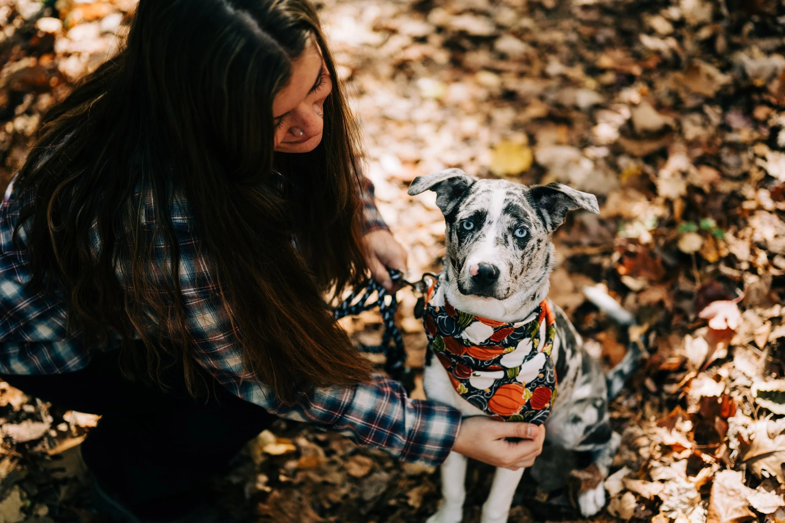 A woman with long dark hair wearing a plaid shirt kneels down to pet a dapple merle Australian Shepherd puppy with blue eyes, sitting on a bed of fallen autumn leaves in a forest. The puppy is wearing a colorful bandana with pumpkins and leaves.