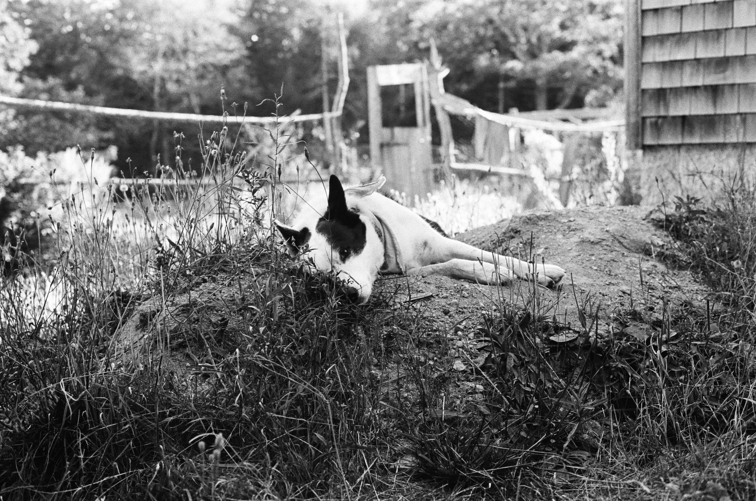 Black and white photo of a dog lying on a dirt mound surrounded by tall grass, with a background of trees, a fence, and a shed.