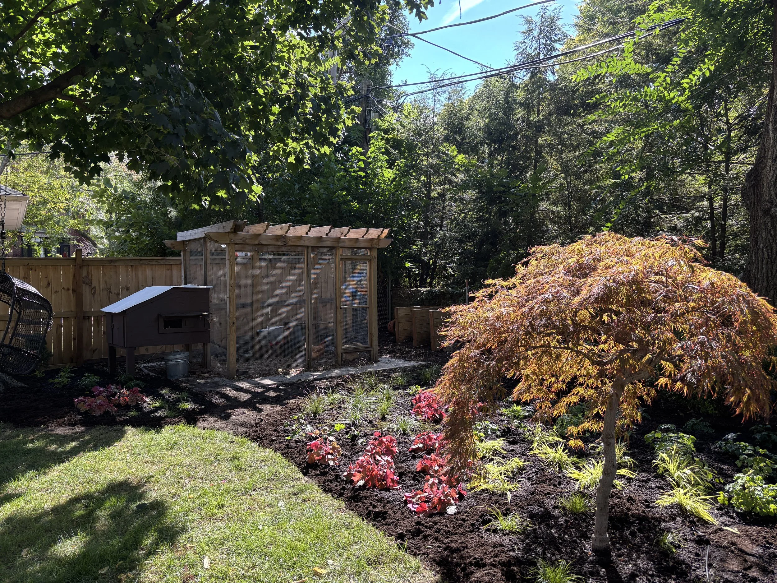 A Hyde Park backyard garden with a small tree with reddish leaves, a flower bed with various plants, a small chicken coop, and a wooden fence surrounded by tall trees and green foliage.