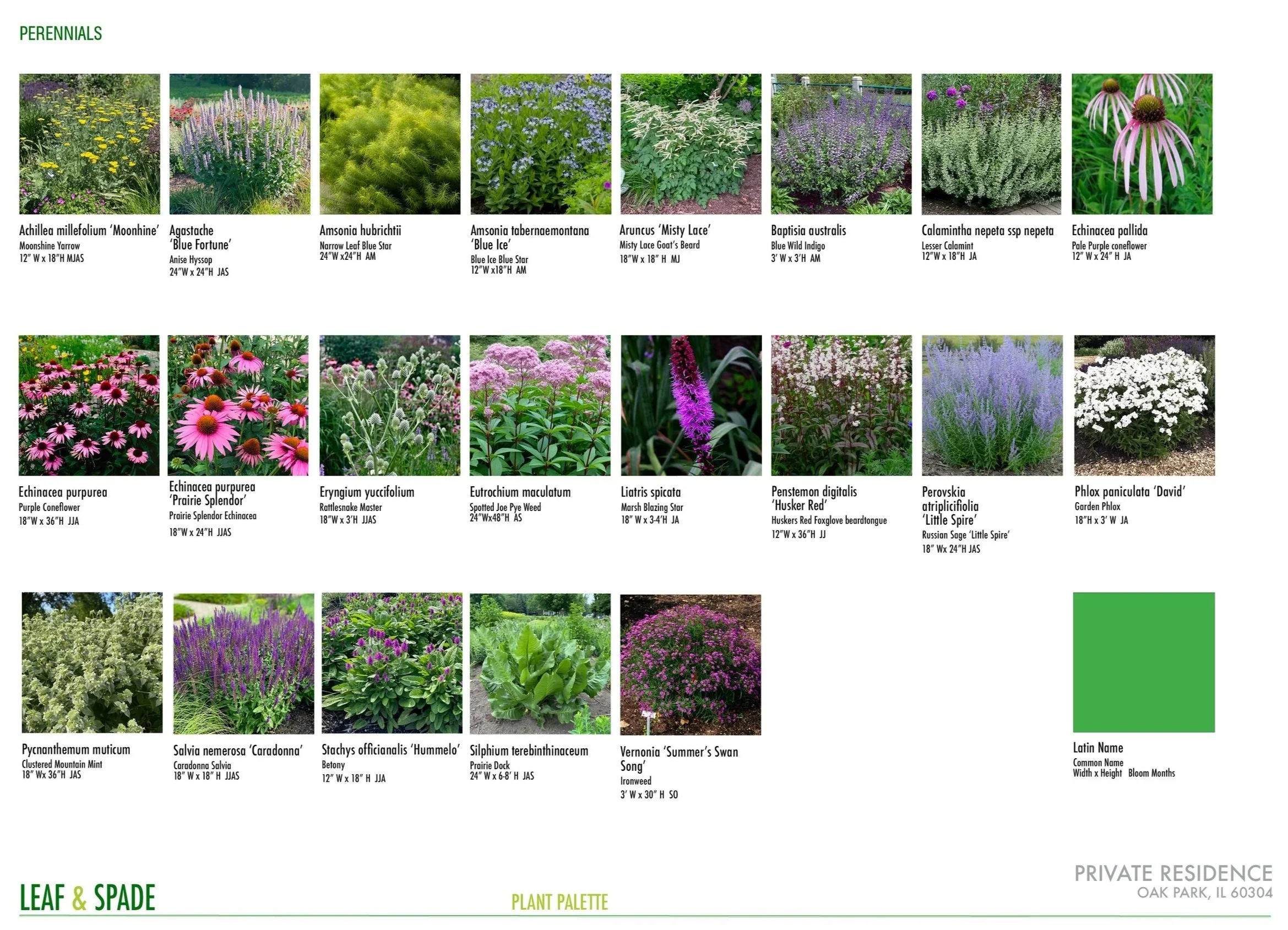 Collection of various perennial plants with labels including scientific and common names, dimensions, and designs, arranged in a grid. Plants include Achillea millefolium 'Moonshine', Agastache 'Blue Fortune', Amsonia hubrichtii, Amsonia tabernaemontana 'Blue Ice', Aruncus 'Misty Lace', Baptisia australis, Calamintha nepeta ssp nepeta, Echinacea pallida, Echinacea purpurea 'Prairie Splendor', Eryngium yuccifolium, Eutrochium maculatum, Liatris spicata, Penstemon digitalis 'Husker Red', Perovskia atriplicifolia 'Little Spire', Phlox paniculata 'David', Pycnanthemum muticum, Salvia nemorosa 'Caradonna', Stachys officinalis 'Hummel', Silphium terebinthinaceum, Veronia 'Summer's Swan Song'