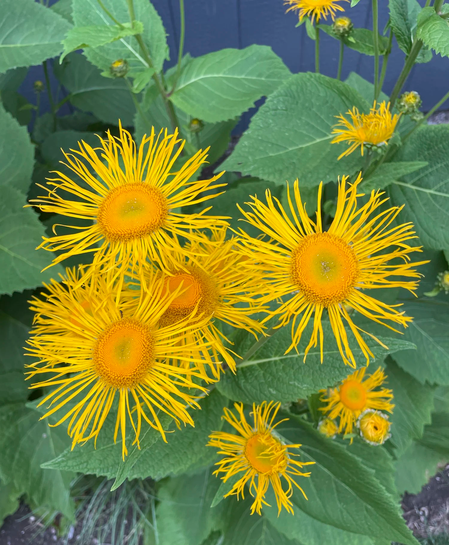 Yellow flowers with long thin petals and green leaves in background.