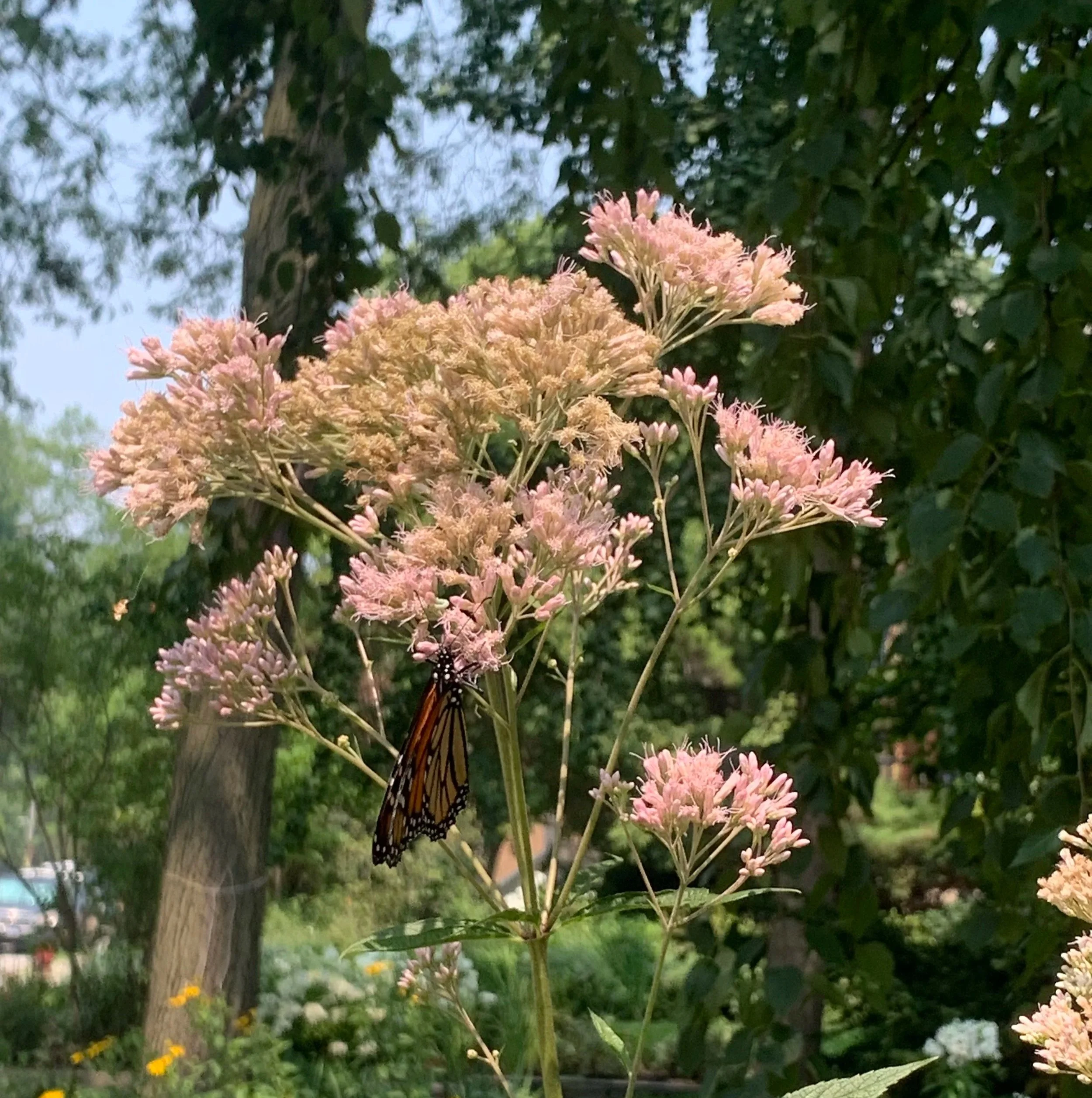 Pink flowering plant (Joe Pye Weed) with a monarch butterfly on one of its flowers, outdoors in a garden with trees and greenery.