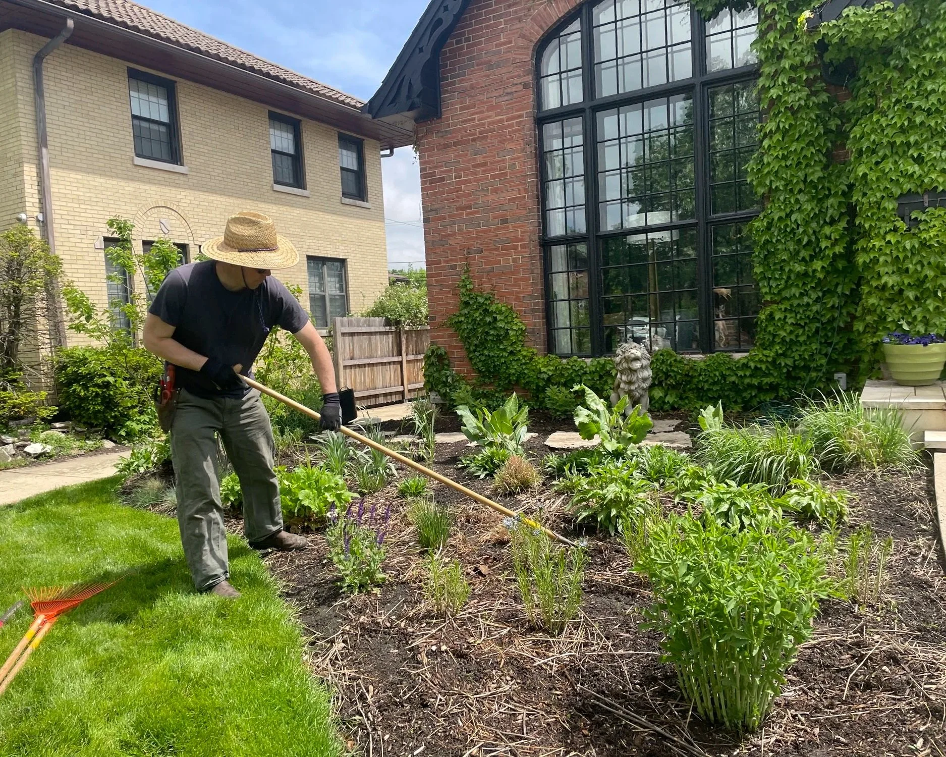 A person wearing a large straw hat, black t-shirt, gray pants, and gloves, weeding in a garden bed with green plants, in front of a house with brick and yellow siding and large windows covered with ivy.