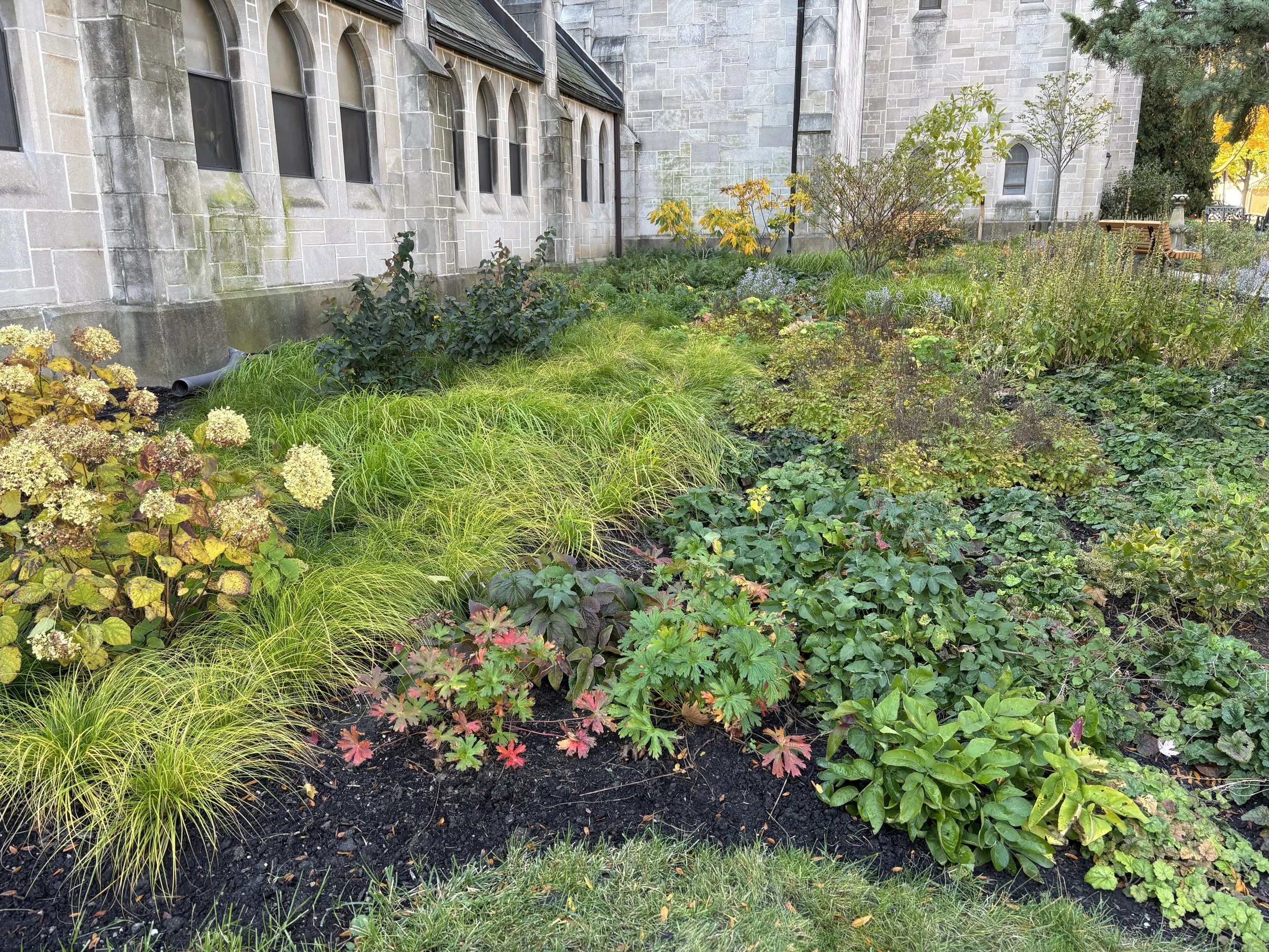 A garden with various green shrubs and plants in front of a stone building, with a paved pathway and benches visible in the background.