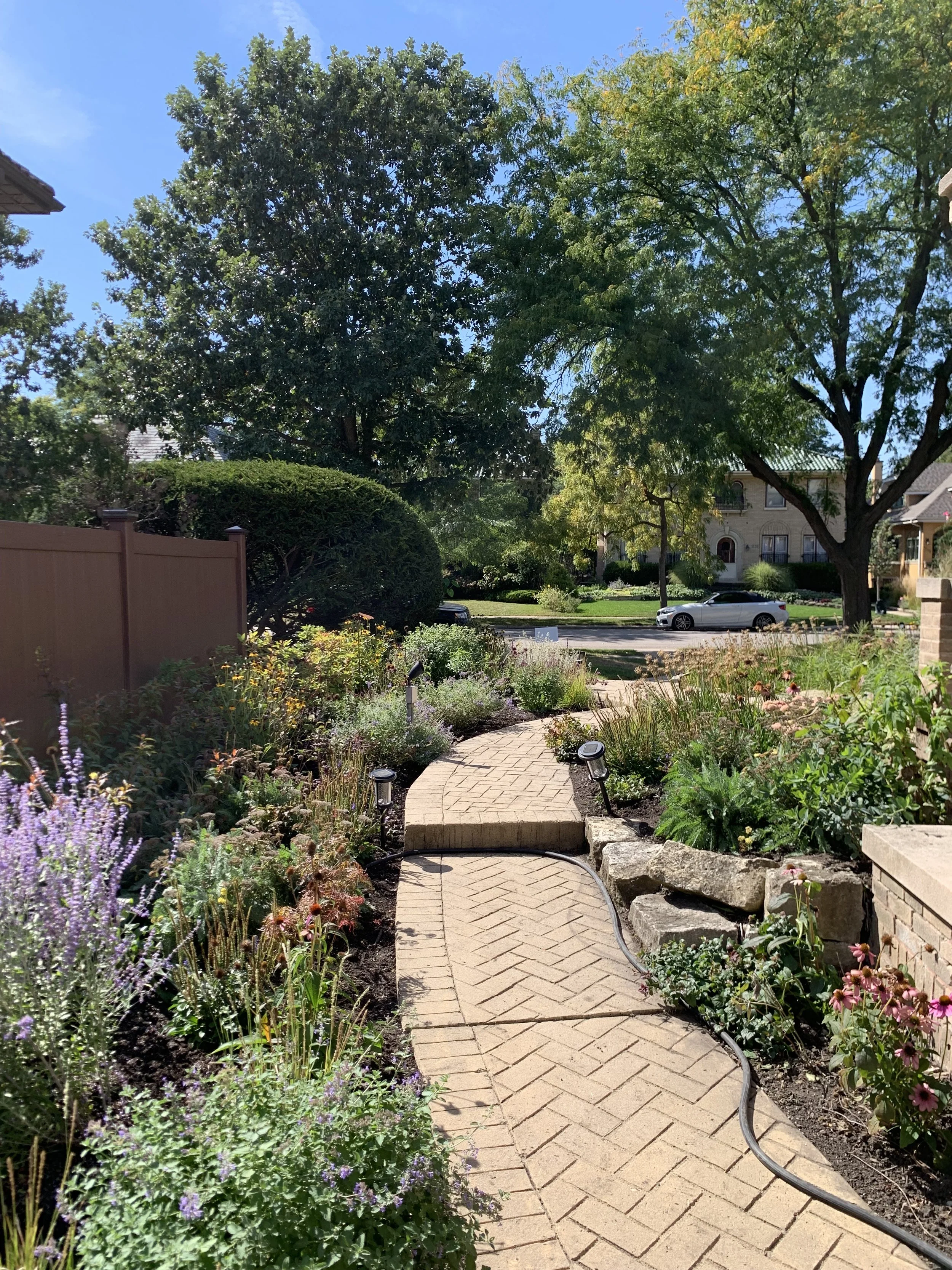 A residential garden with a brick pathway curved through landscaped plants and flowers under a clear blue sky, with trees, a house, and parked cars in the background.