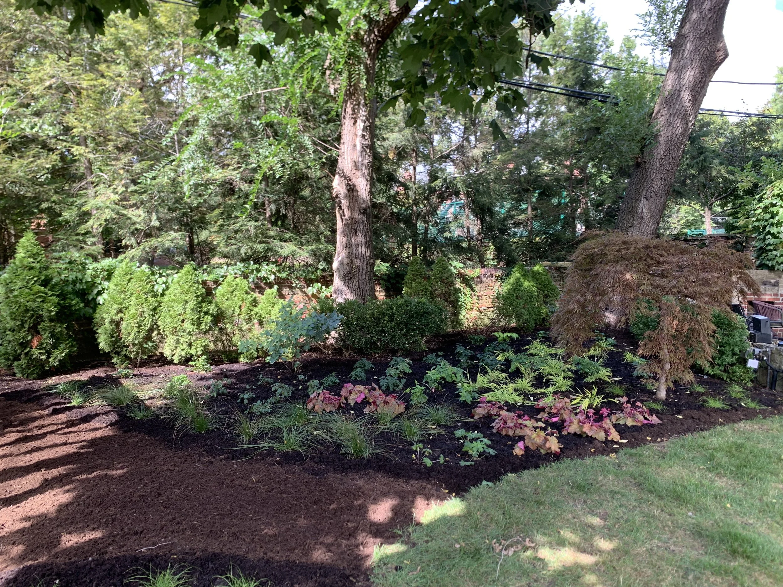 A well-maintained Hyde Park garden with a variety of green and flowering plants, including bushes, small trees, and leafy ground cover, situated next to a brick wall and under the shade of large trees.