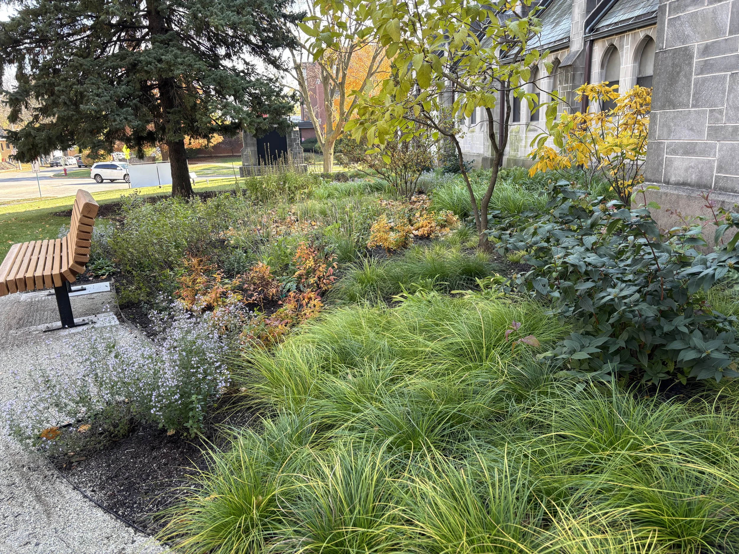 A landscaped garden with various plants, shrubs, and small trees, and a wooden bench on a concrete path near a building with stone walls, in a park or urban area with a street and cars visible in the background.