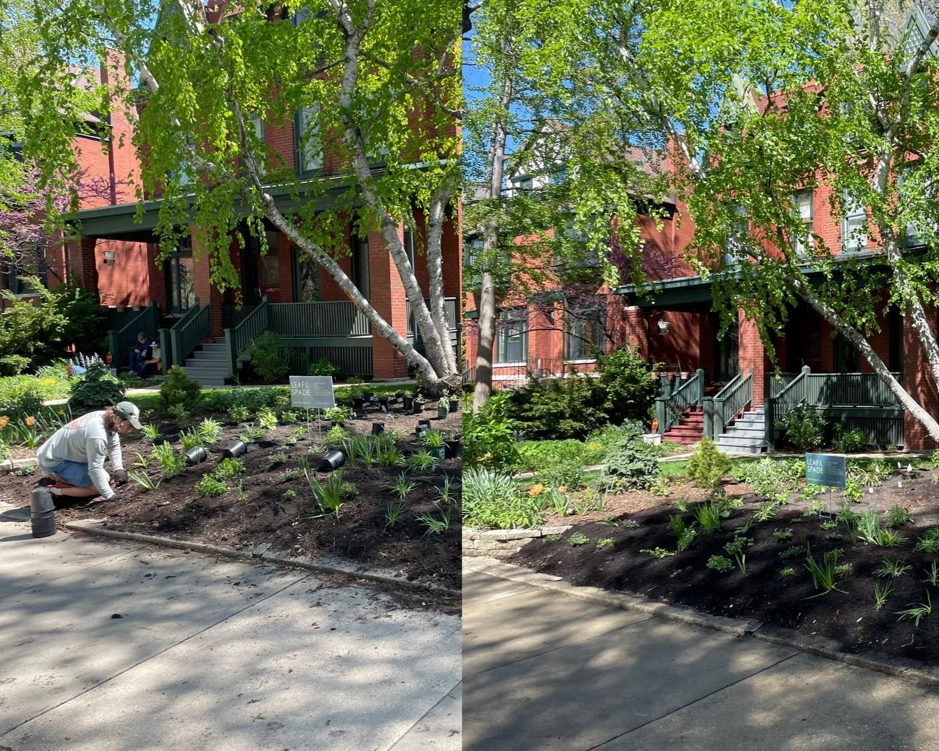Comparison of a Hyde Park garden during and after planting, showing a person planting in the left image and a finished garden with plants and a sign in the right image, with residential buildings in the background.
