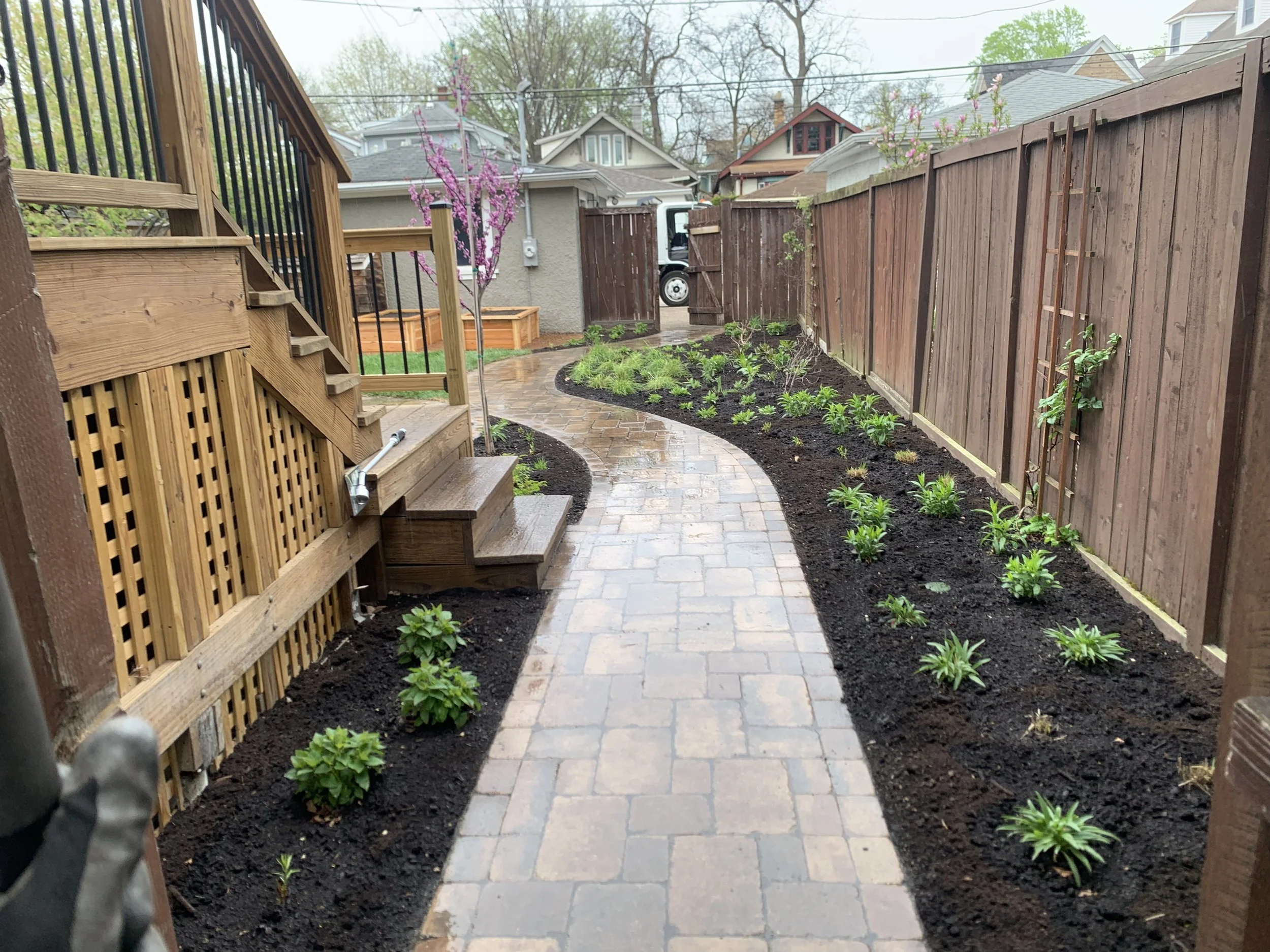 A newly landscaped Oak Park, Illinois backyard with a curved brick pathway, small green plants along the sides, and a wooden privacy fence. There is a blooming redbud tree in the background. 