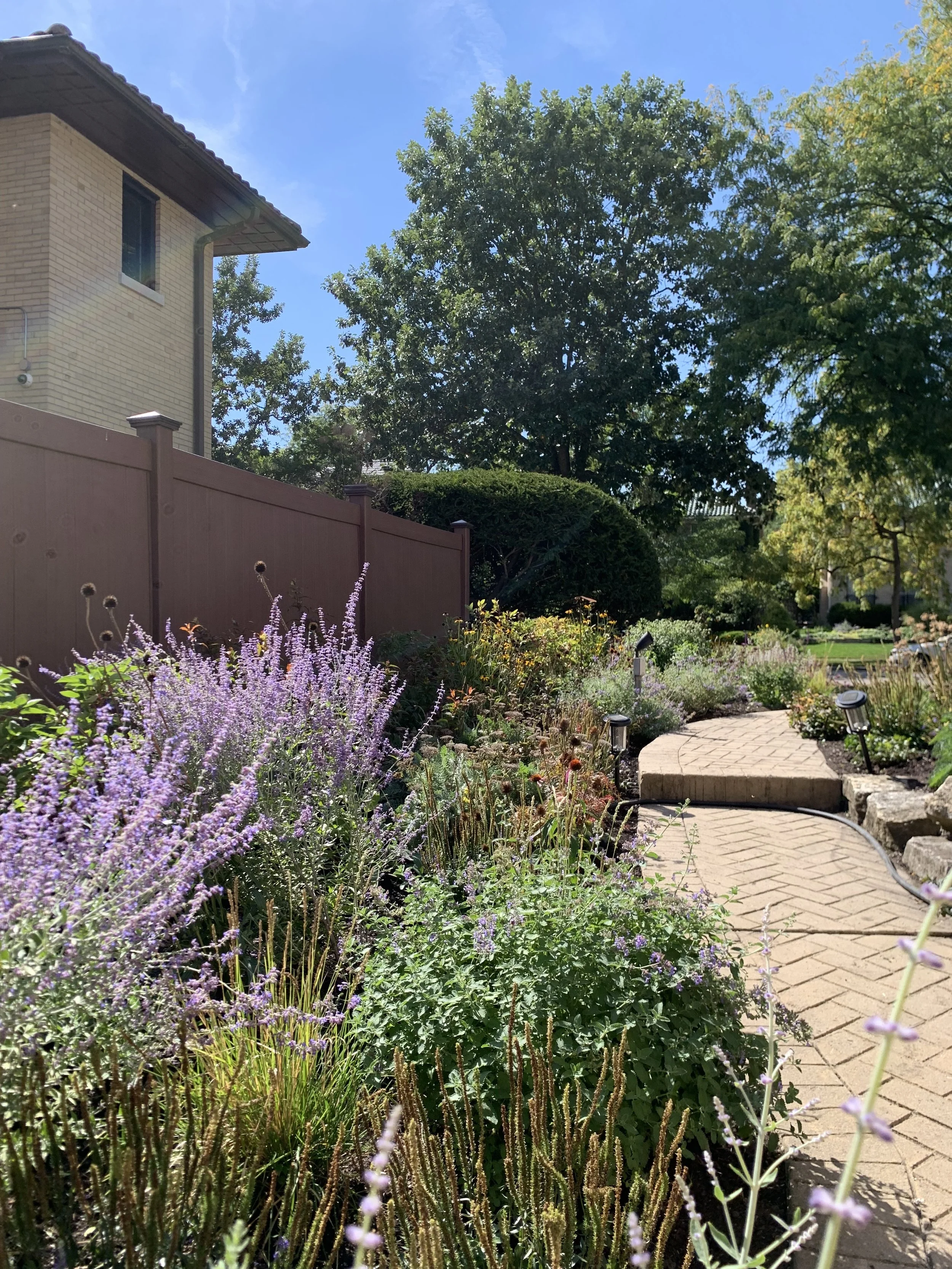 A garden path with flowering plants on either side, an adjacent house, and a clear blue sky.
