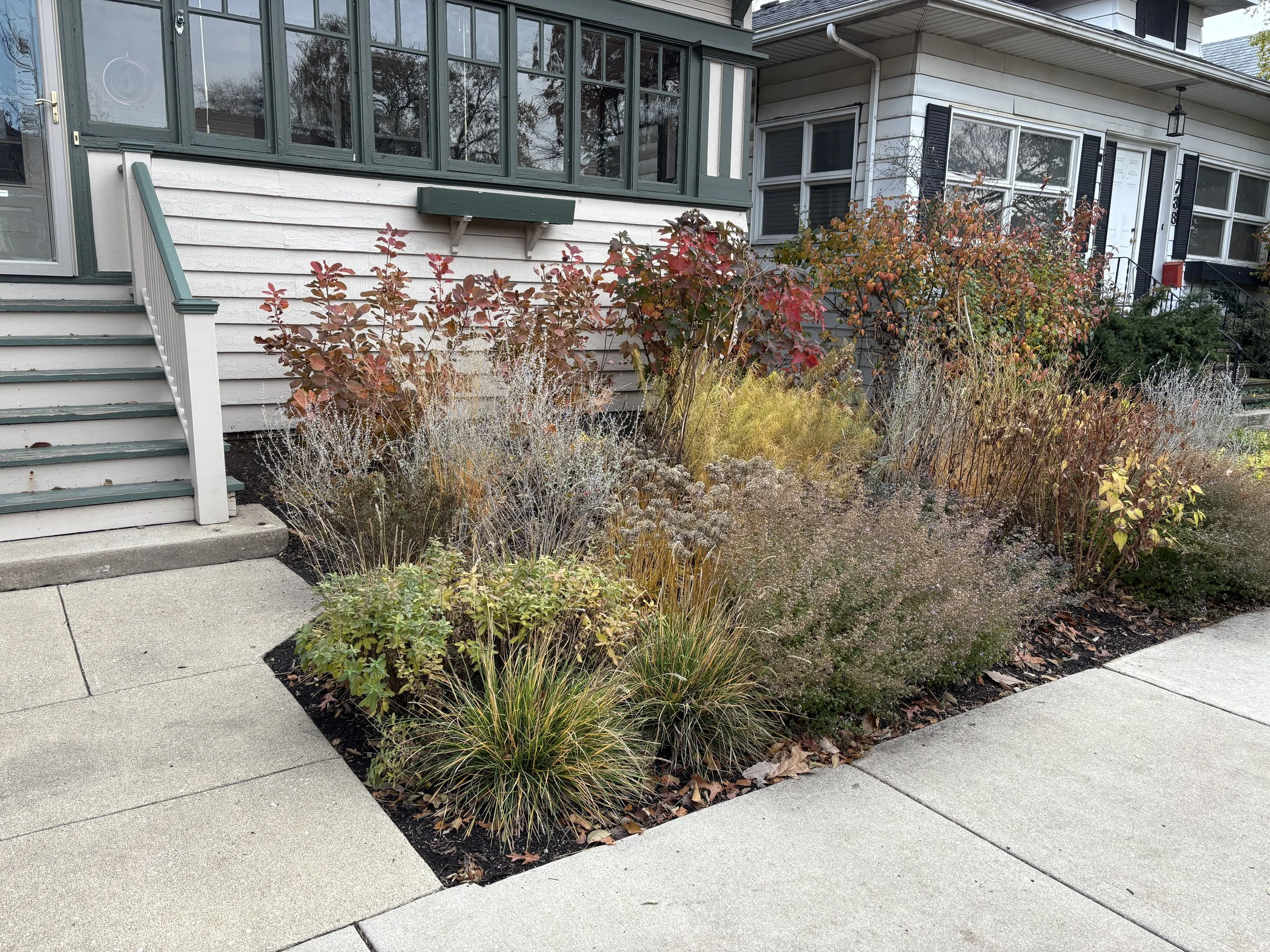 An Oak Park, Illinois front yard naturalistic garden with various plants and shrubs, adjacent to a house with white siding, black window shutters, and green trim.