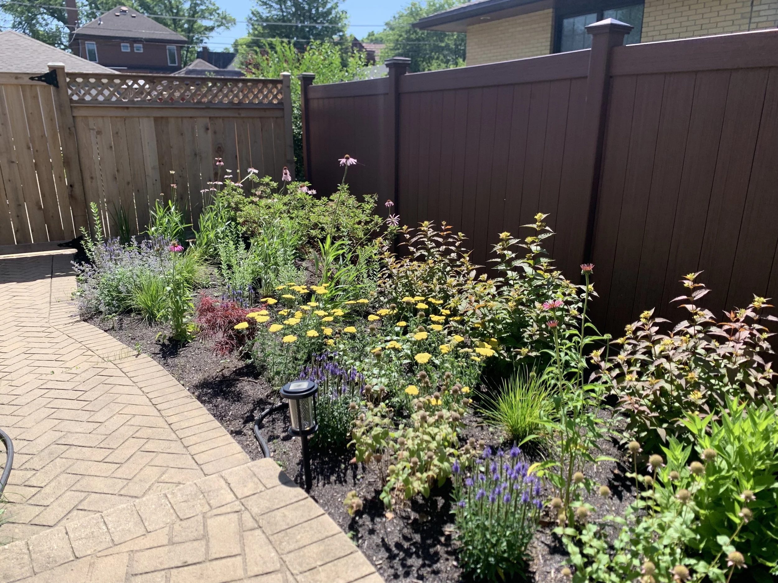 A front yard Oak Park, Illinois garden with colorful flowers and plants along a paved pathway, enclosed by a wooden fence.