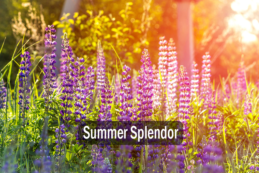 Summer Splendor Feature Auction - Save the Date 