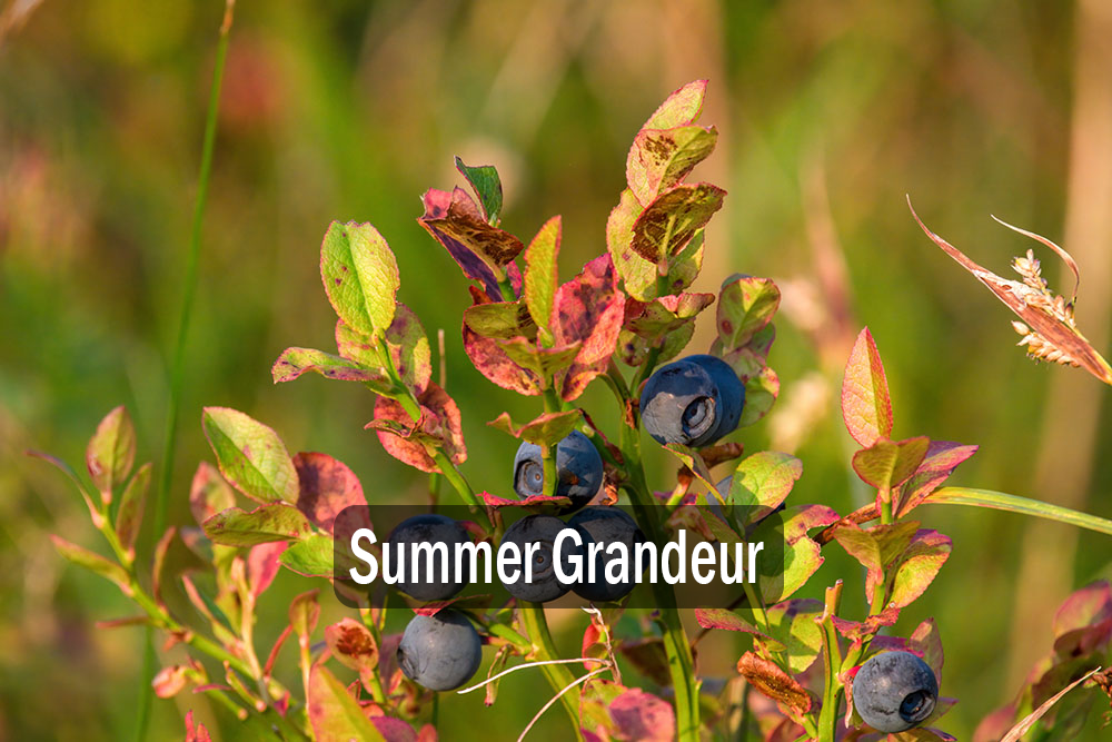 Summer Grandeur Feature Auction - Save the Date