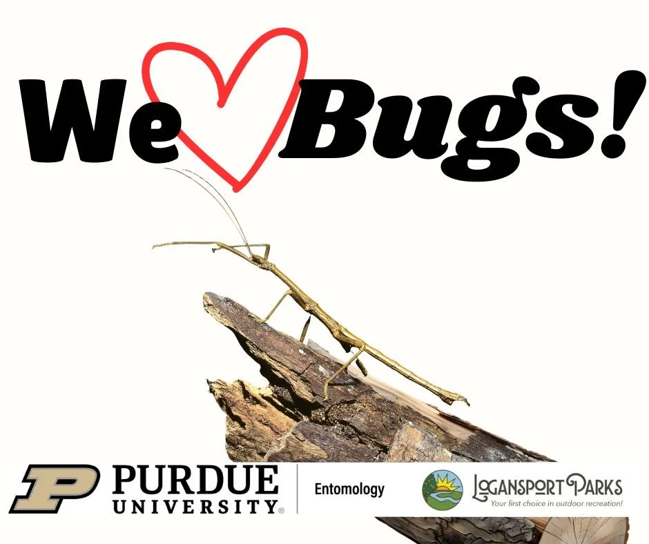 WE LOVE BUGS