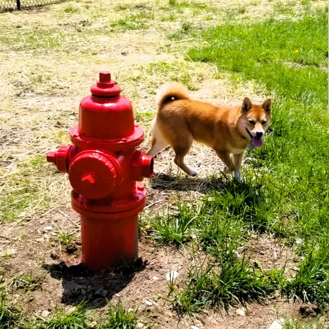 Image contains a tan akita walking next to a red fire hydrant.