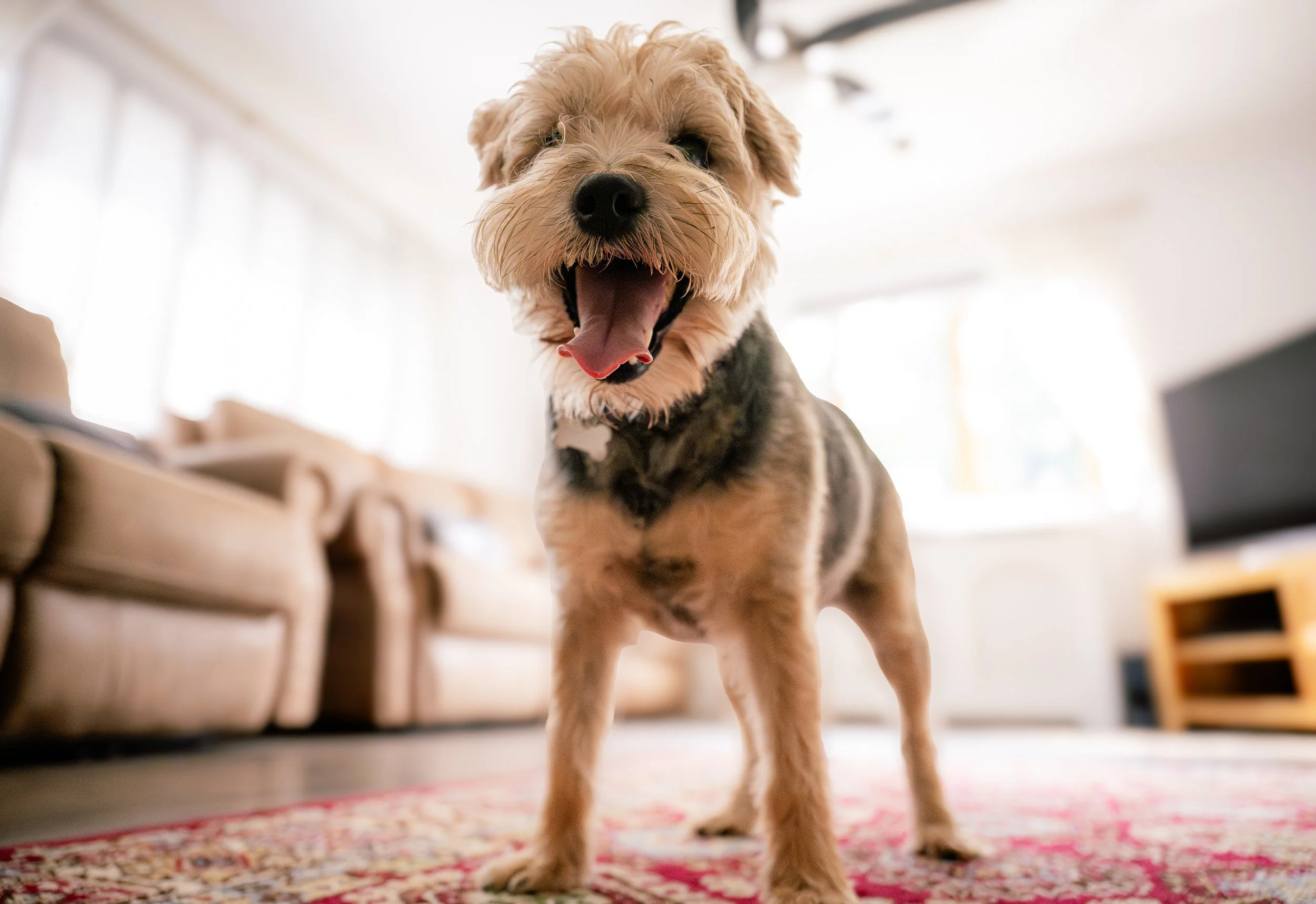 Cute dog with curly fur, standing on a patterned rug in a living room, looking at the camera with mouth open.