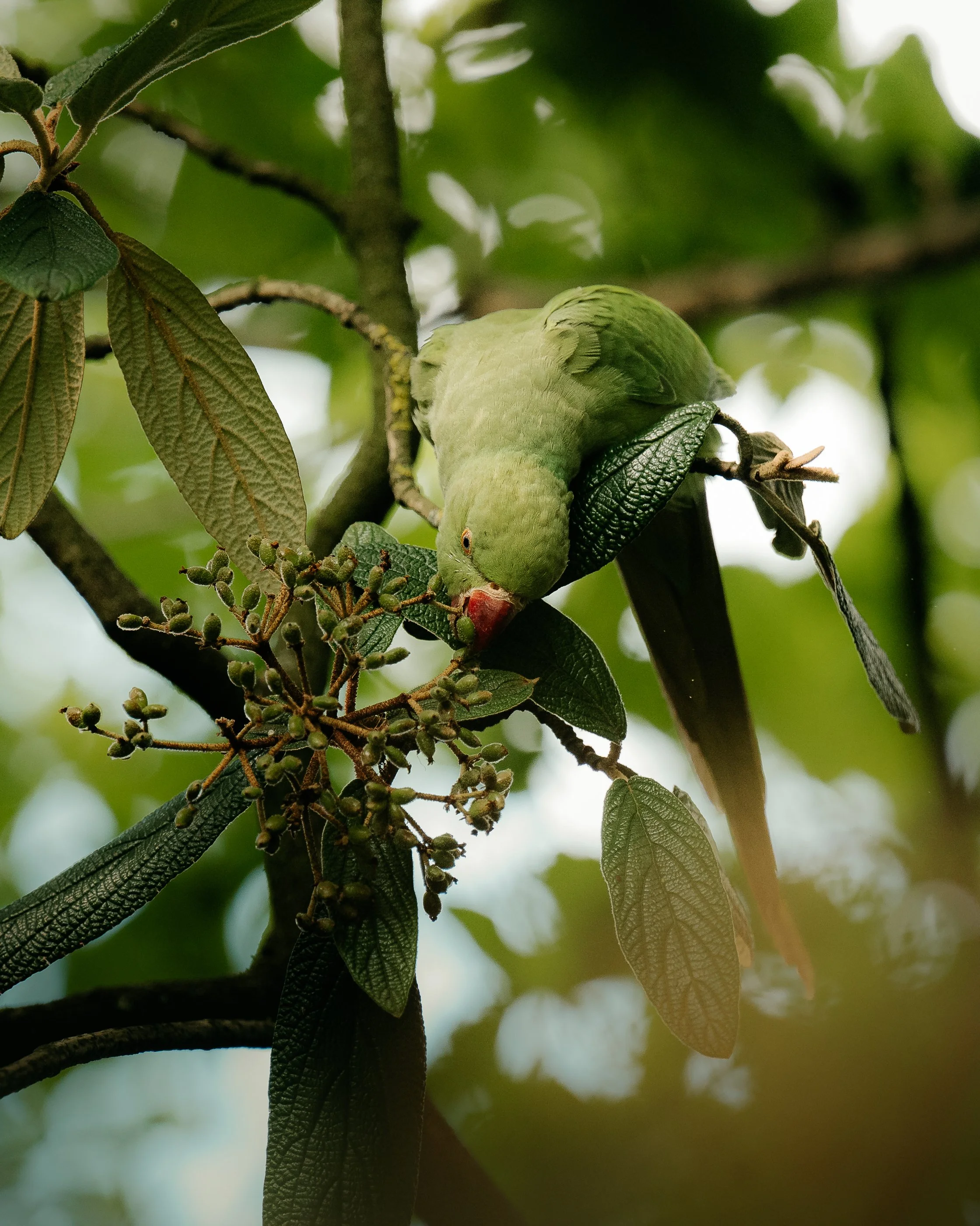 A green parrot perched upside down on a tree branch, feeding on dark green leaves and small berries, surrounded by lush green foliage.