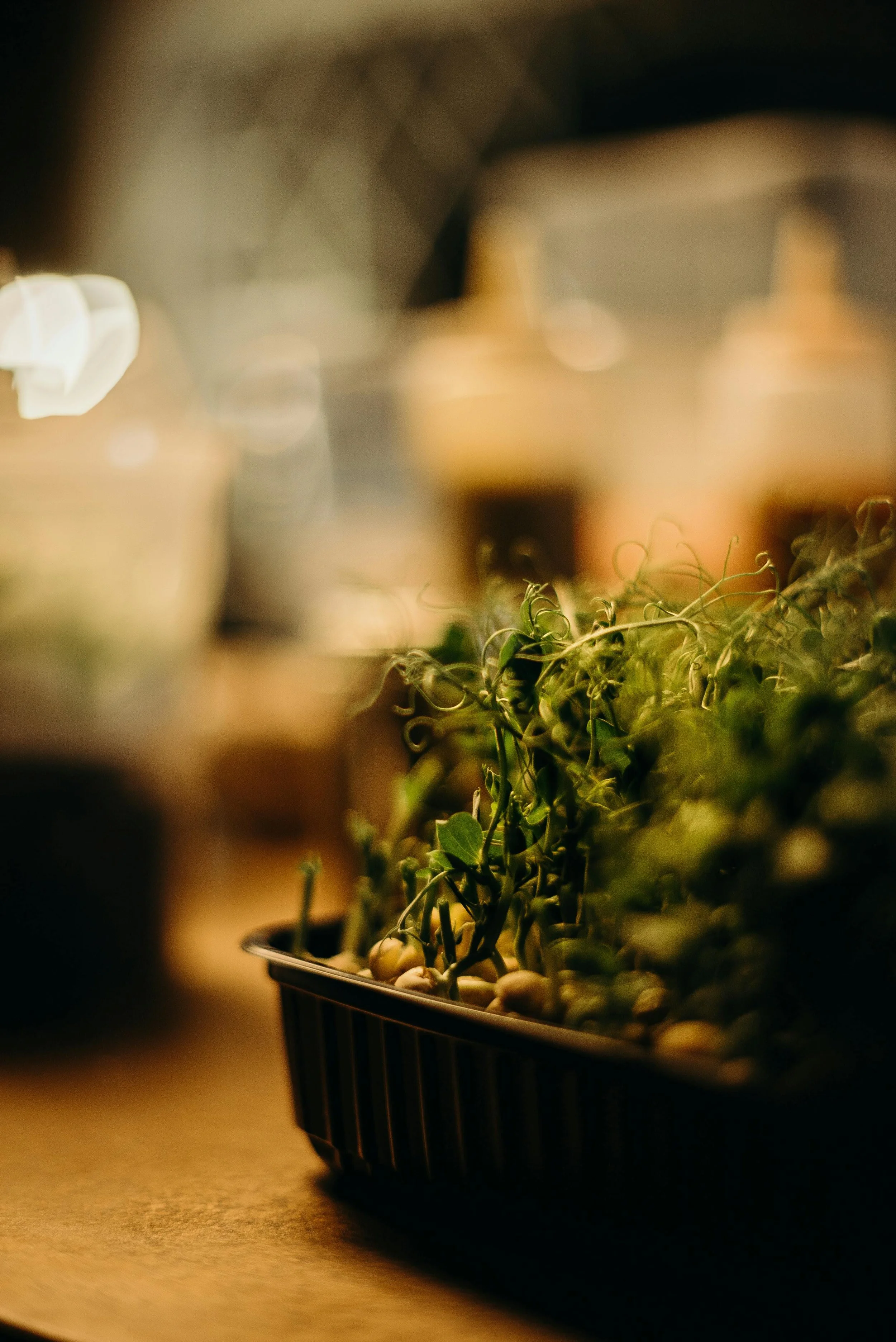 Close-up of sprouting microgreens in a black plastic container on a wooden surface, with blurred warm background lighting.