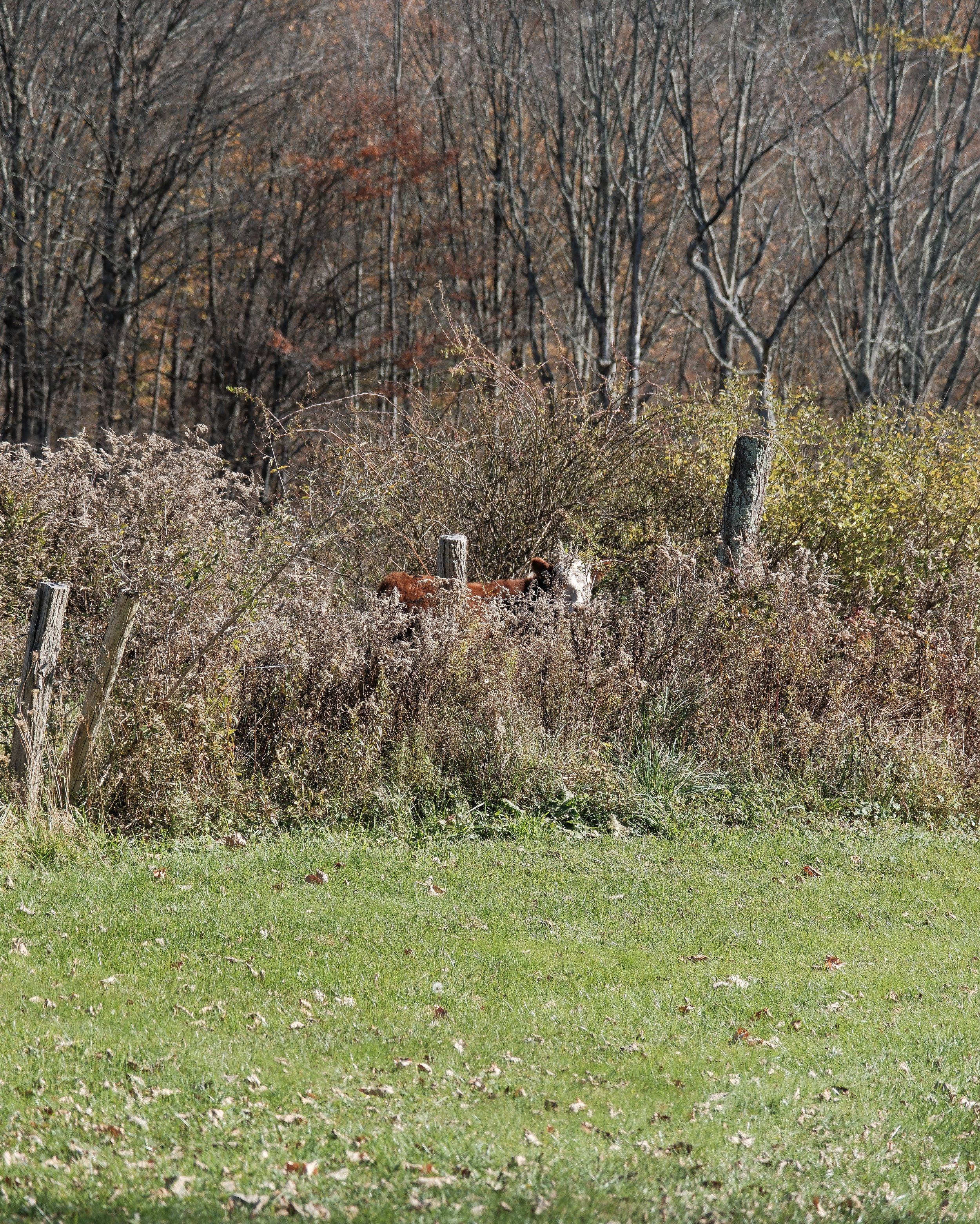 DSCF6696.jpg