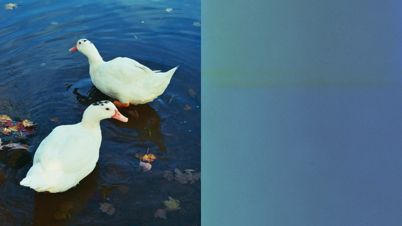 diptych_triptych_multiples_collage (1).png