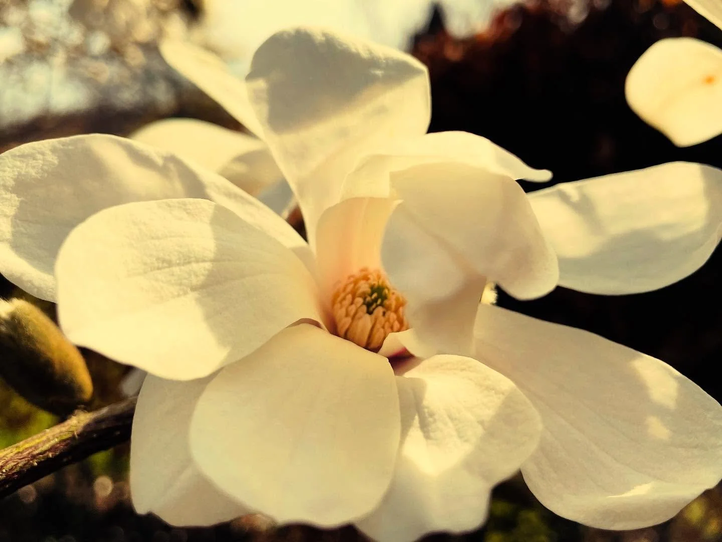 Getting out in the spring sun in Malmö. What a lovely way to start a new season with 🌺 
A white magnolia tree was my inspiration that day 🤍 
Xo MA
.
.
.
.
.
.#spring #springhassprung #malmö #sweden #magnolia #white #newseason #renewal #sh