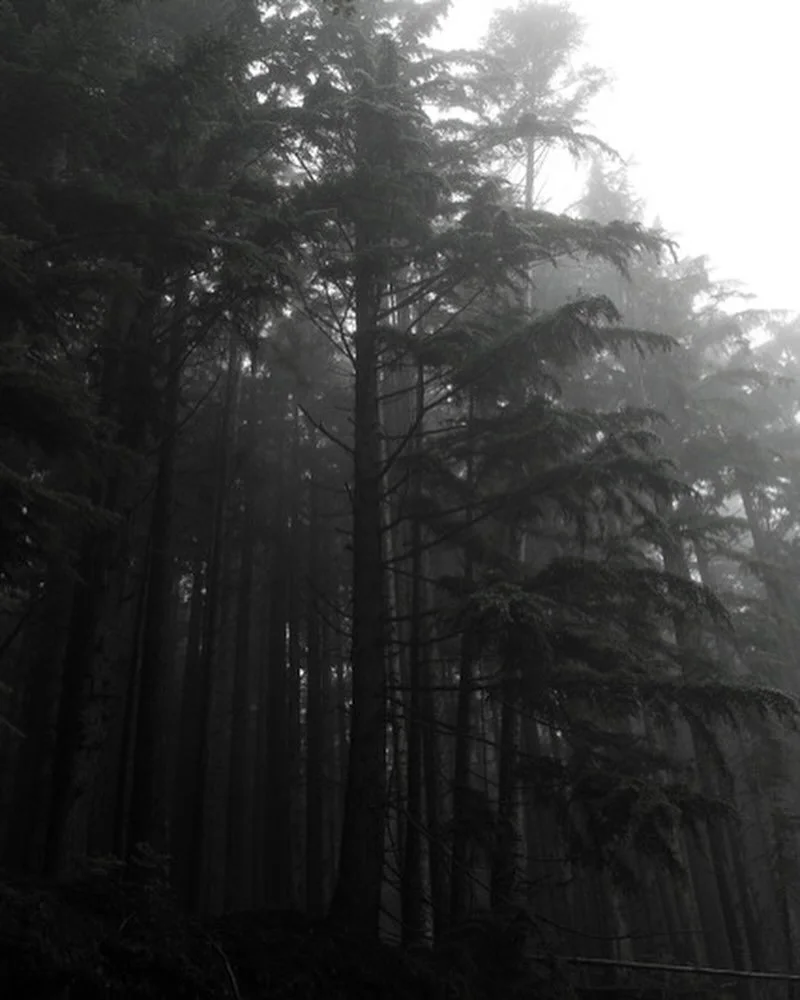The magestic trees of British Columbia always leaves me in awe ... ✨
I love this season with it's mystery, magic and misty mountain fogs 🌄
It's a great reminder that sometimes when something leaves, it's at its most beautiful state as we're uncertai