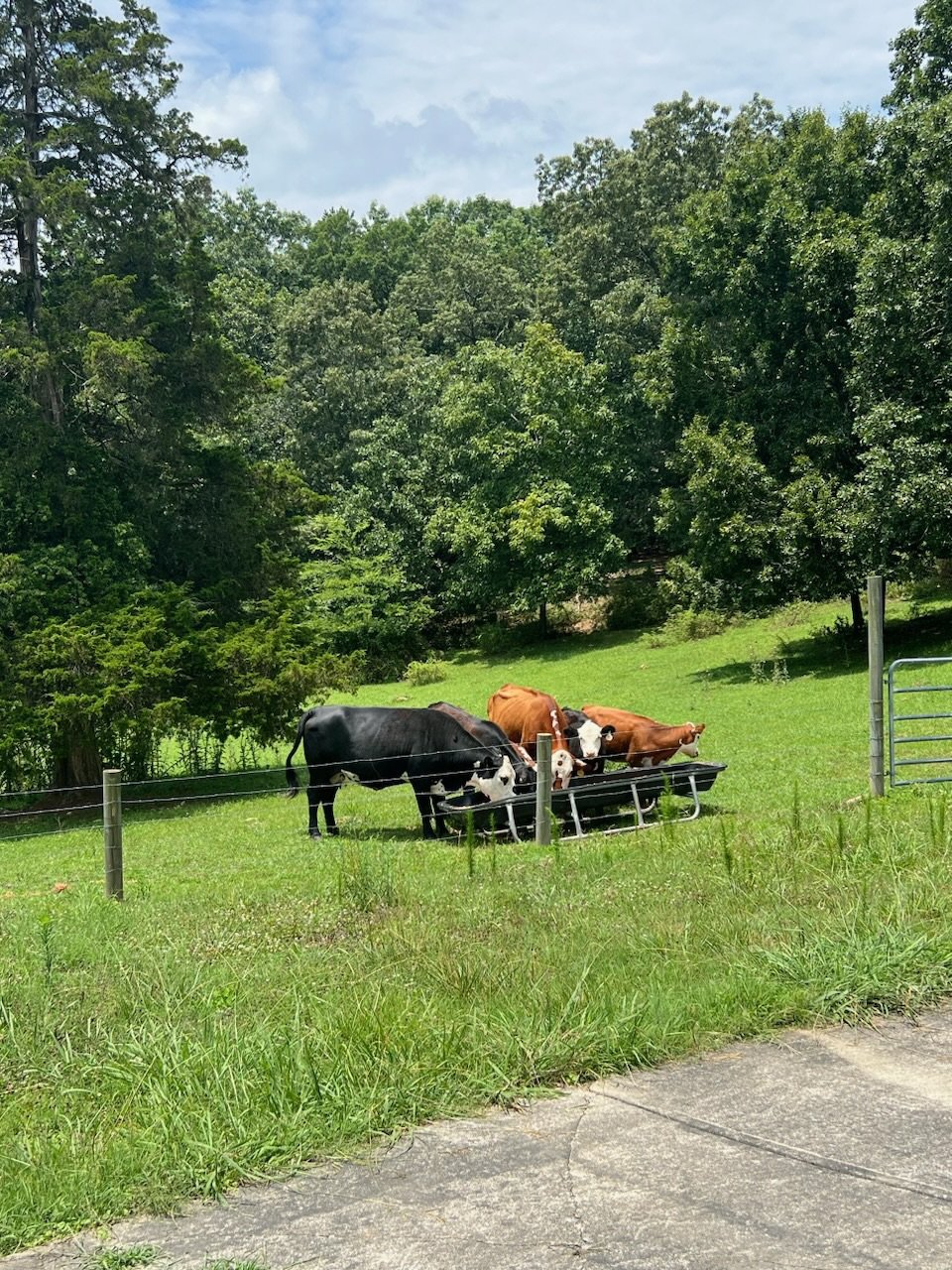 Cows feeding in a grassy field with trees in the background.