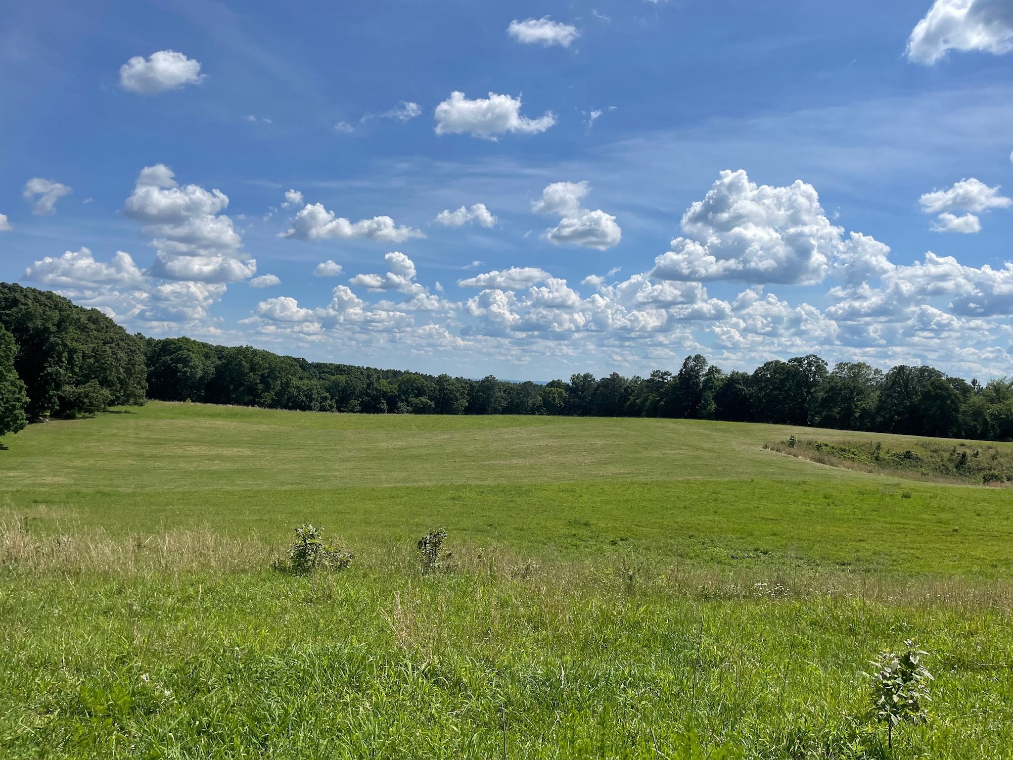 Open green field with trees along the horizon under a blue sky with fluffy clouds.