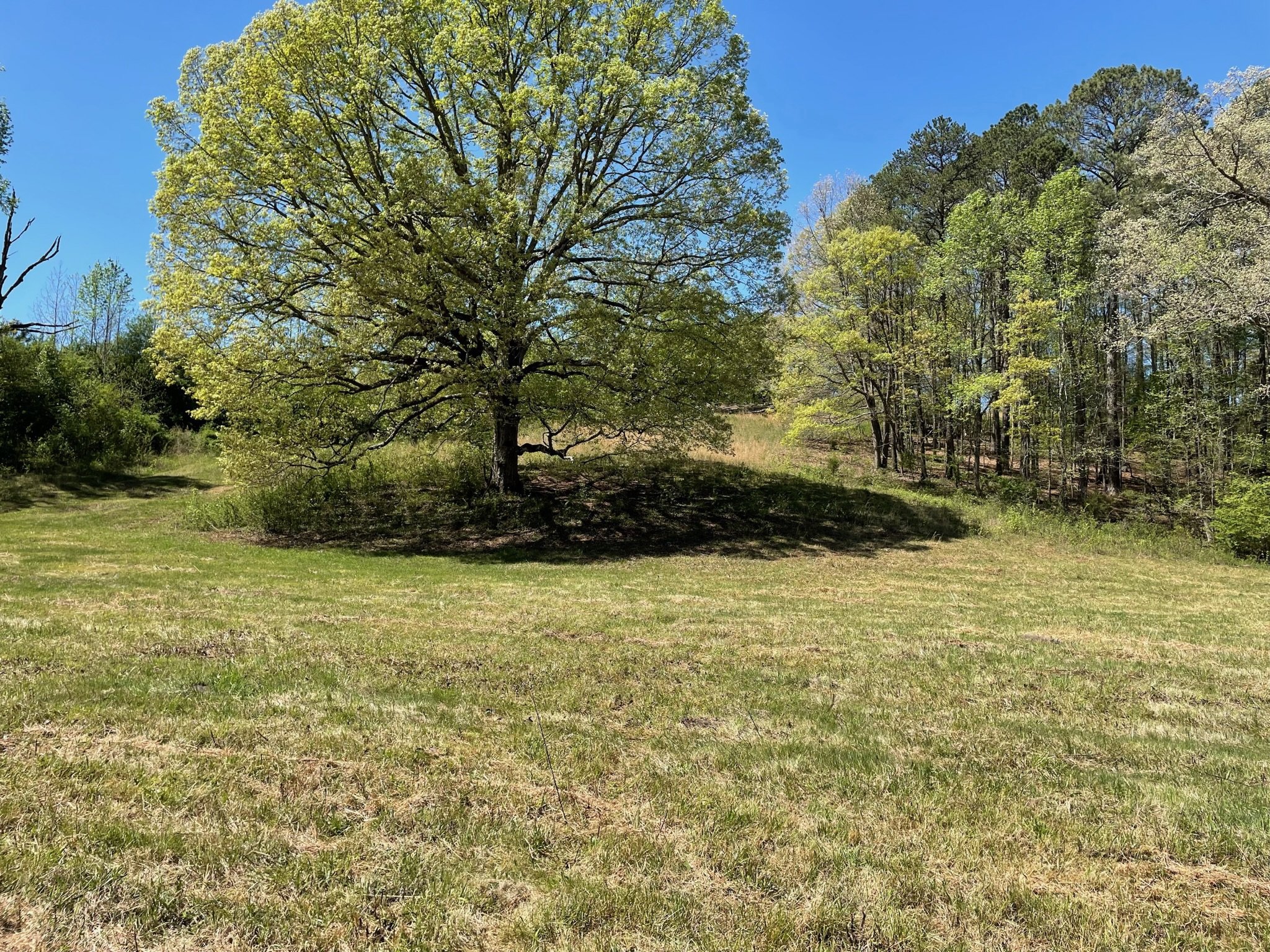 Wide open field with a large tree in the center under a clear blue sky, surrounded by smaller trees and greenery.