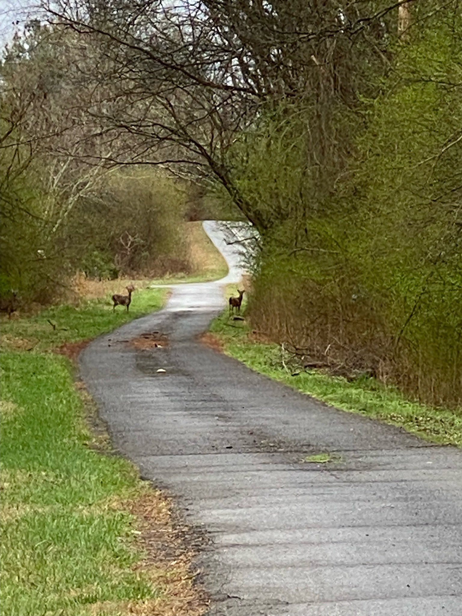 Two deer standing on a winding path surrounded by dense greenery and trees.
