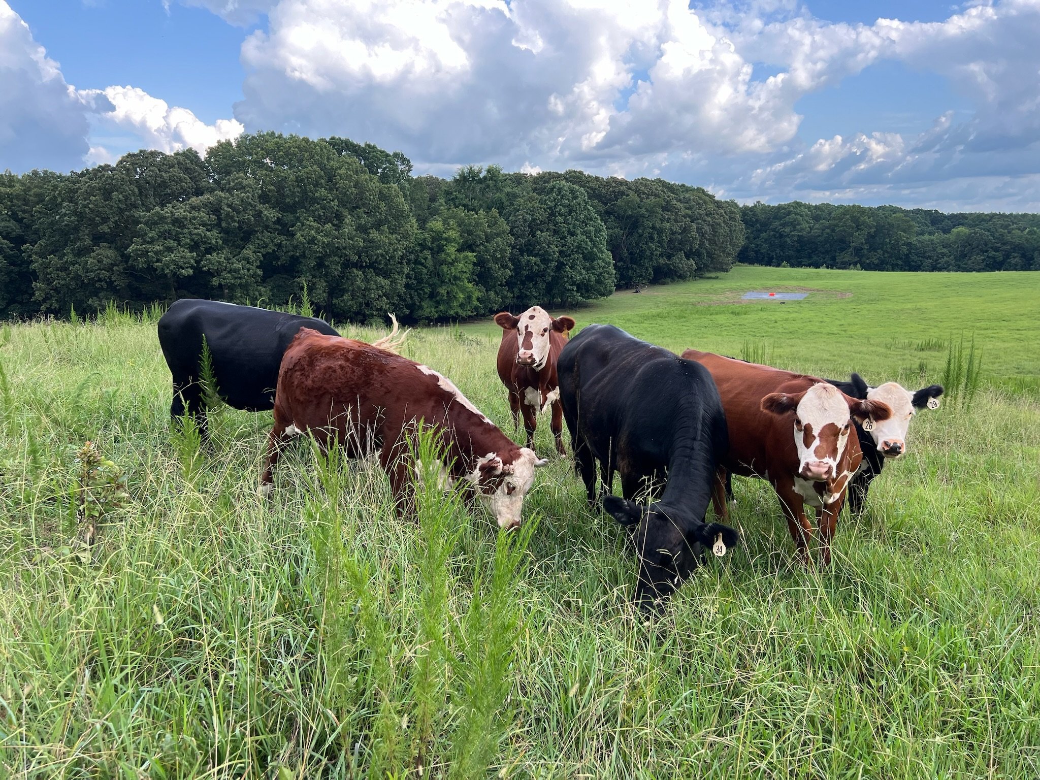 Cows grazing in a grassy field with trees in the background under a partly cloudy sky.