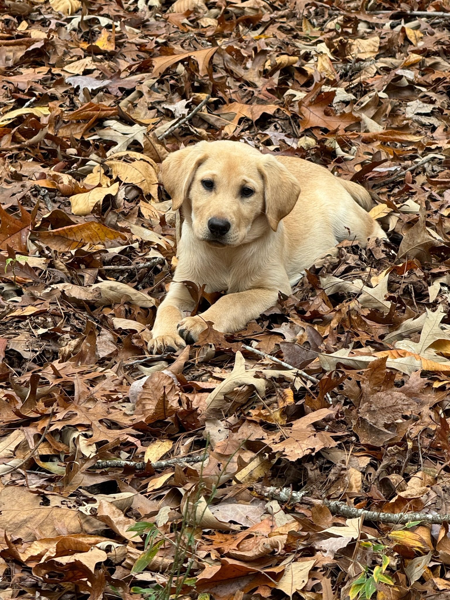 Yellow Labrador puppy lying on dry autumn leaves.