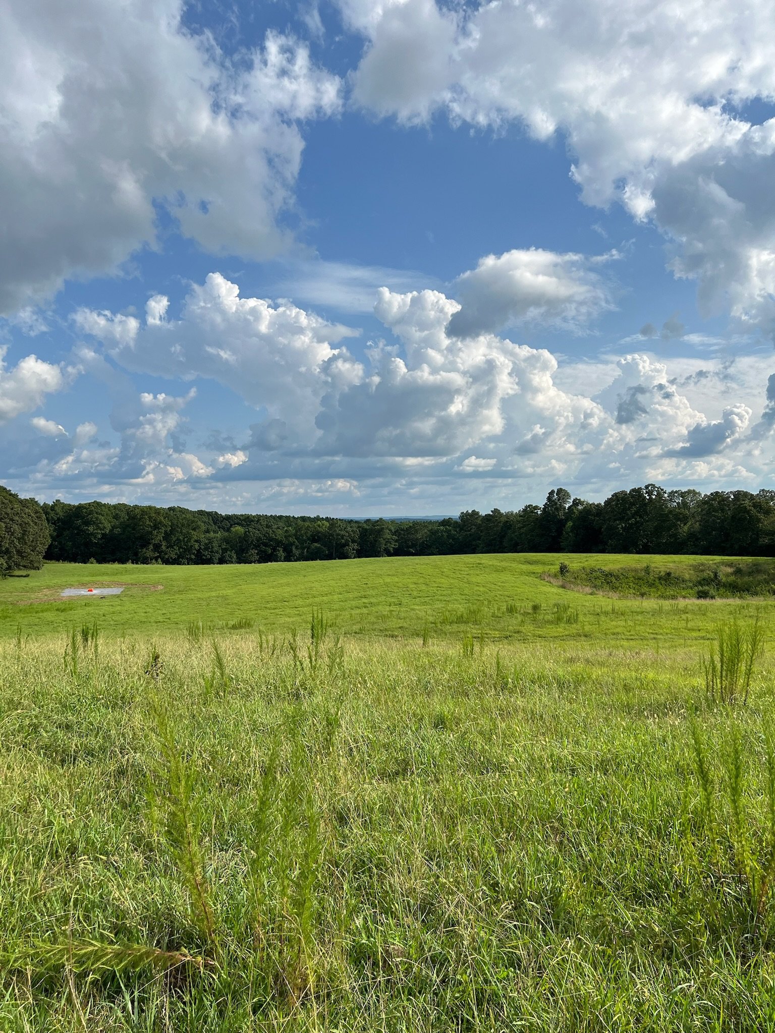 Grassy field with cloudy sky, trees on the horizon.