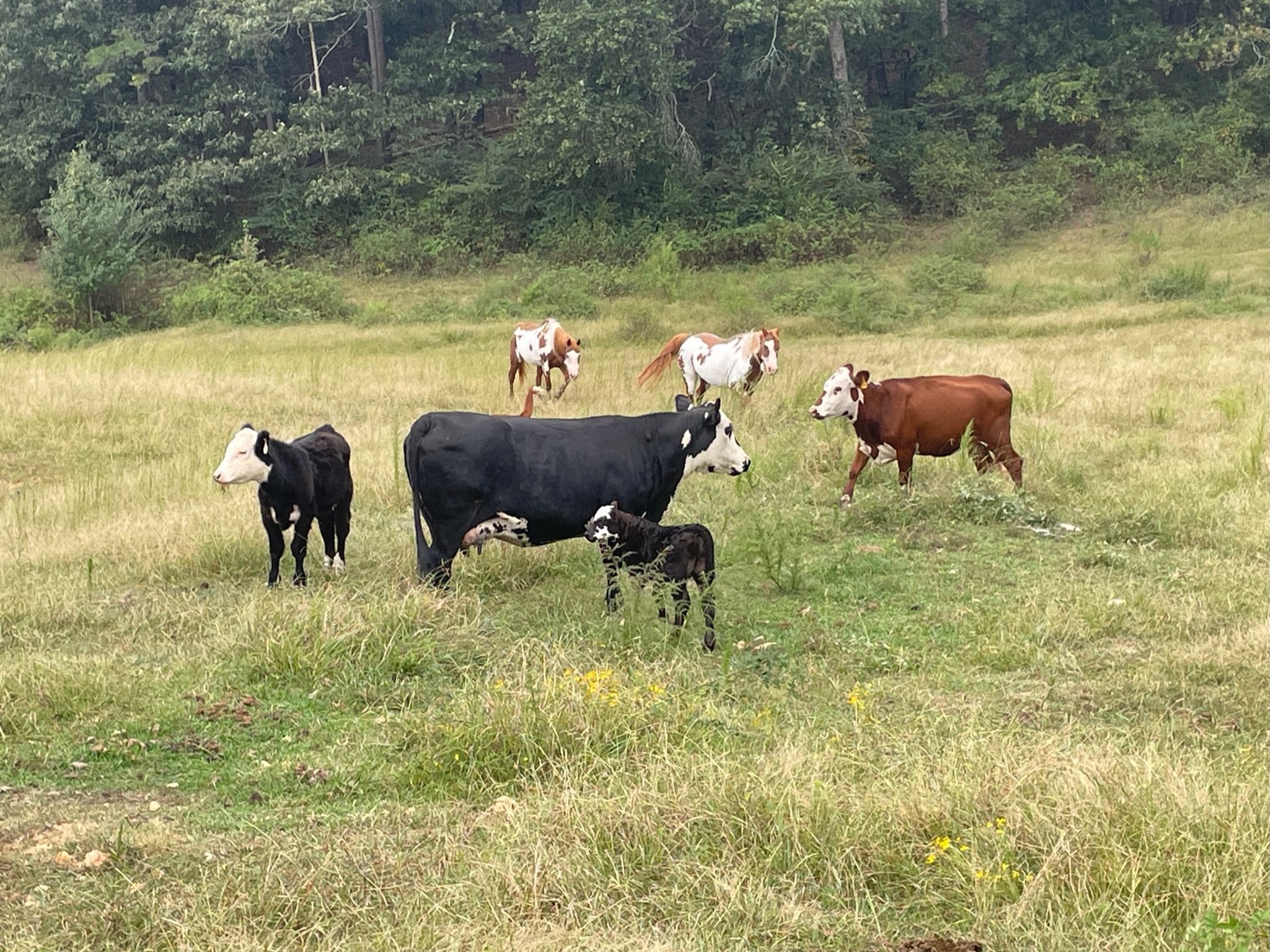 Cows and horses grazing in a grassy field with trees in the background.