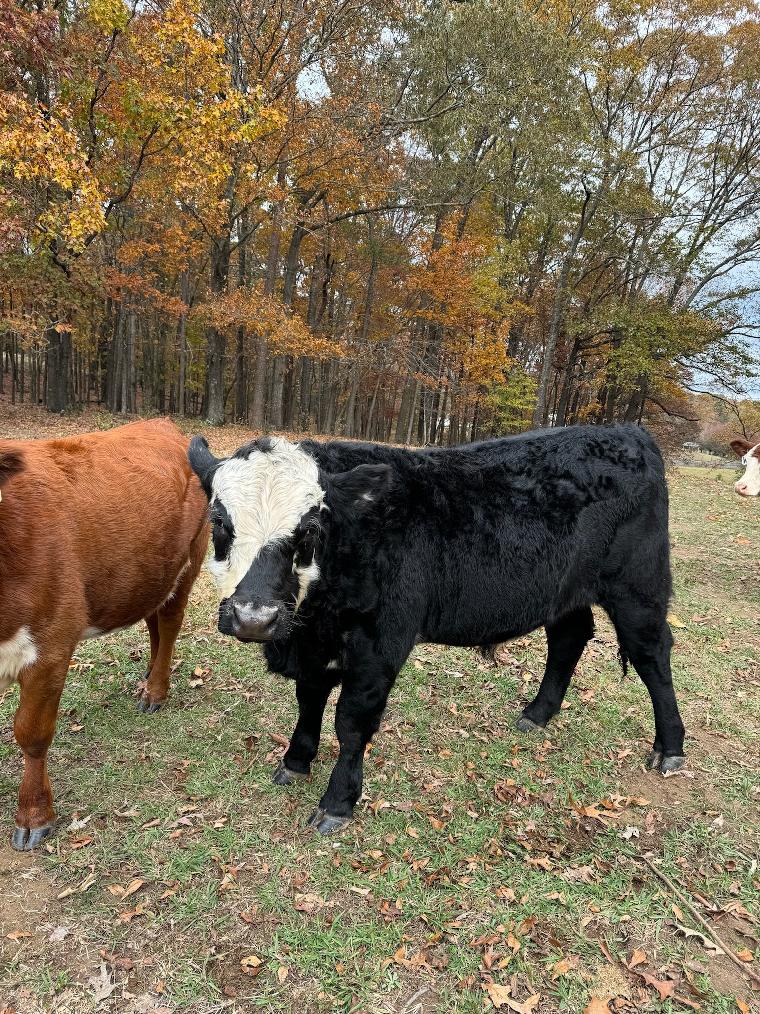 Cow with black fur and white face standing on grassy field with autumn trees in the background.