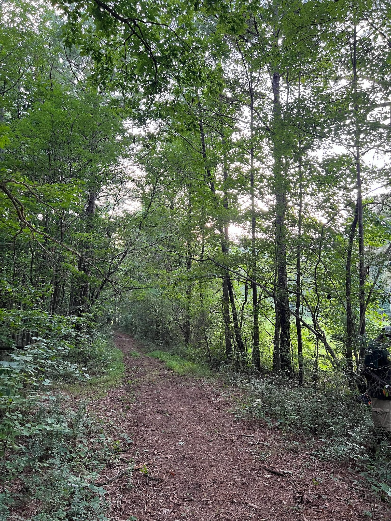 Dirt trail through a lush green forest with tall trees and foliage