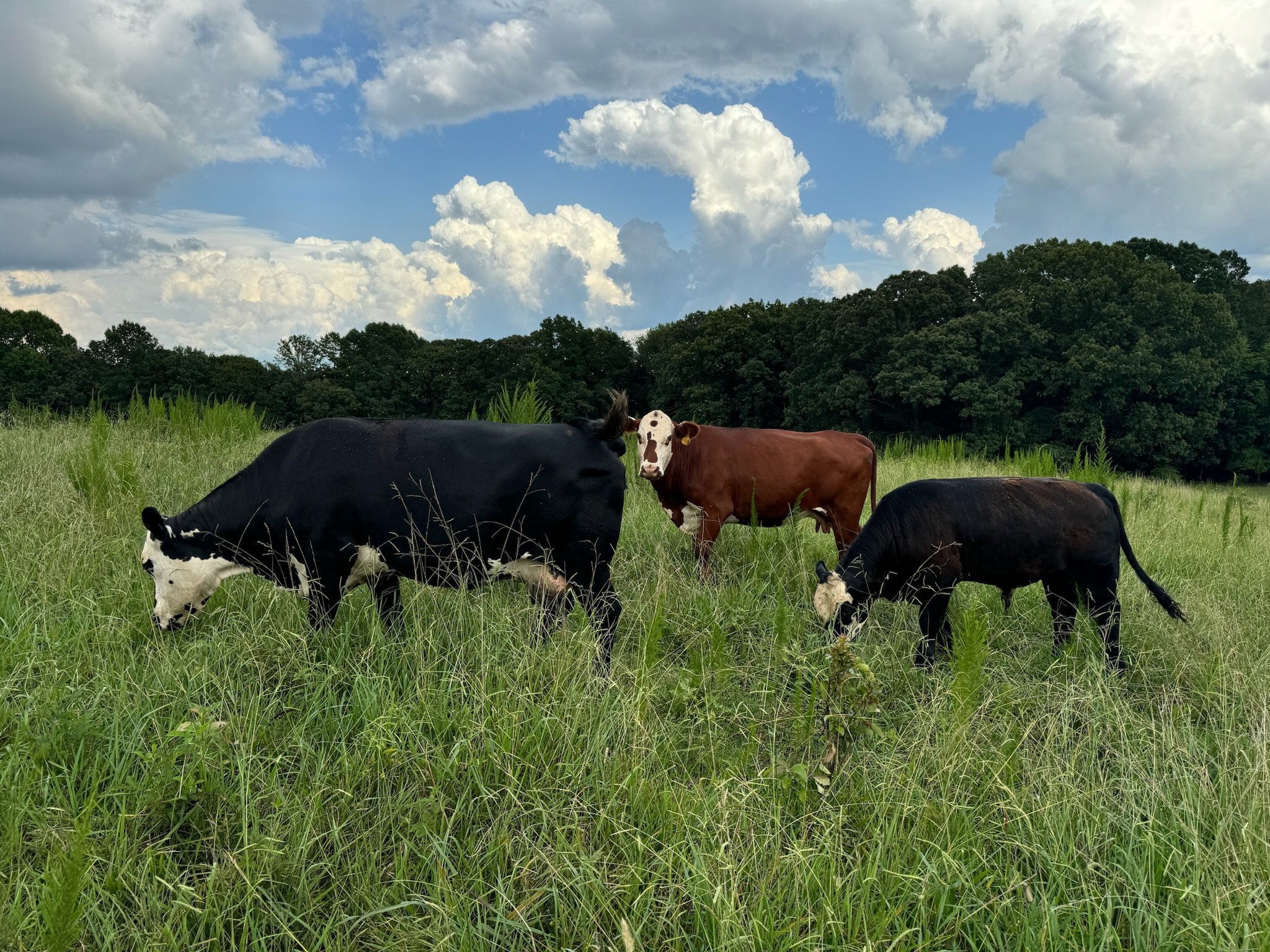 Three cows grazing in a grassy field with a cloud-filled sky and trees in the background.